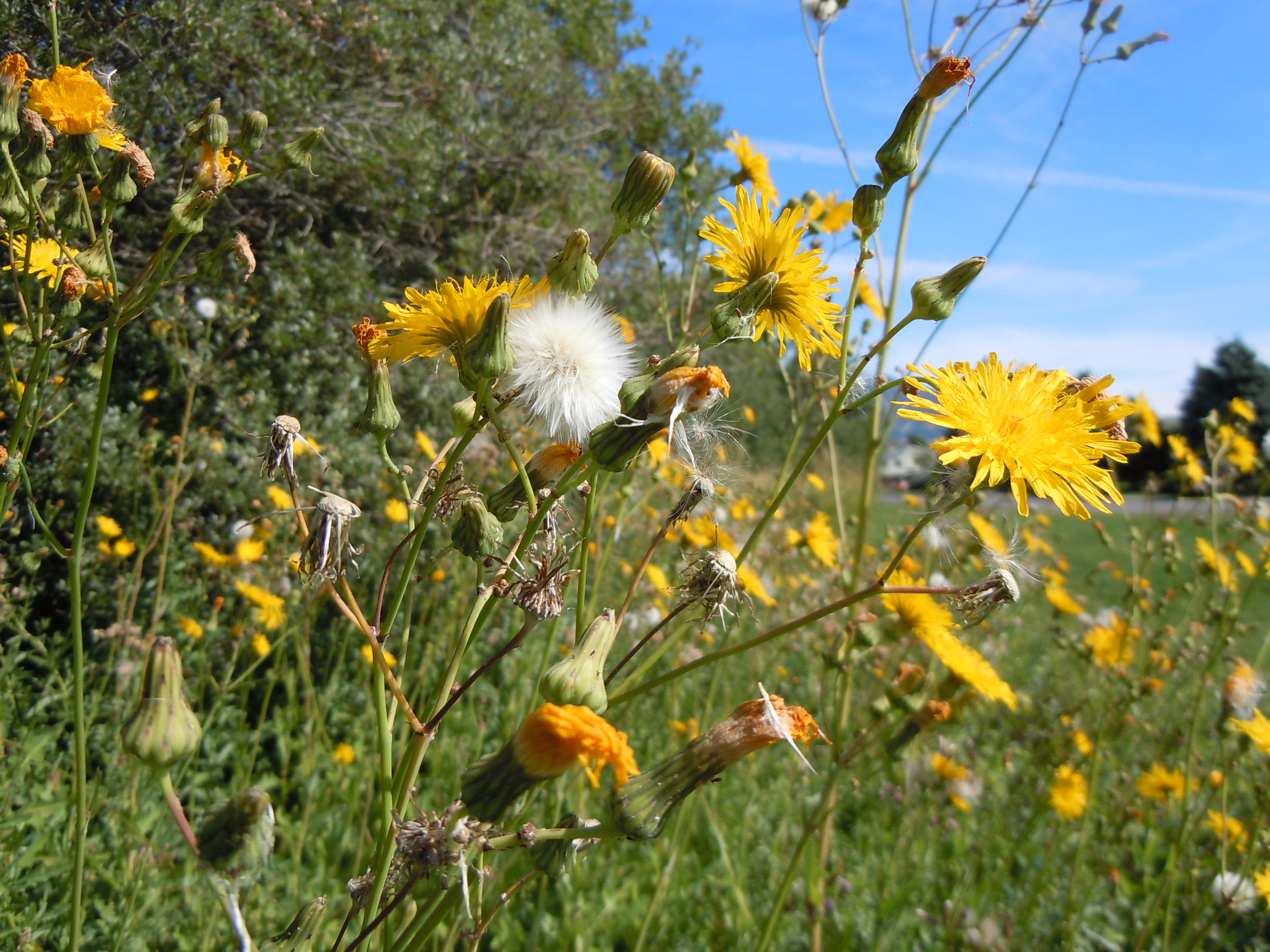 Sonchus asper (4971697752)