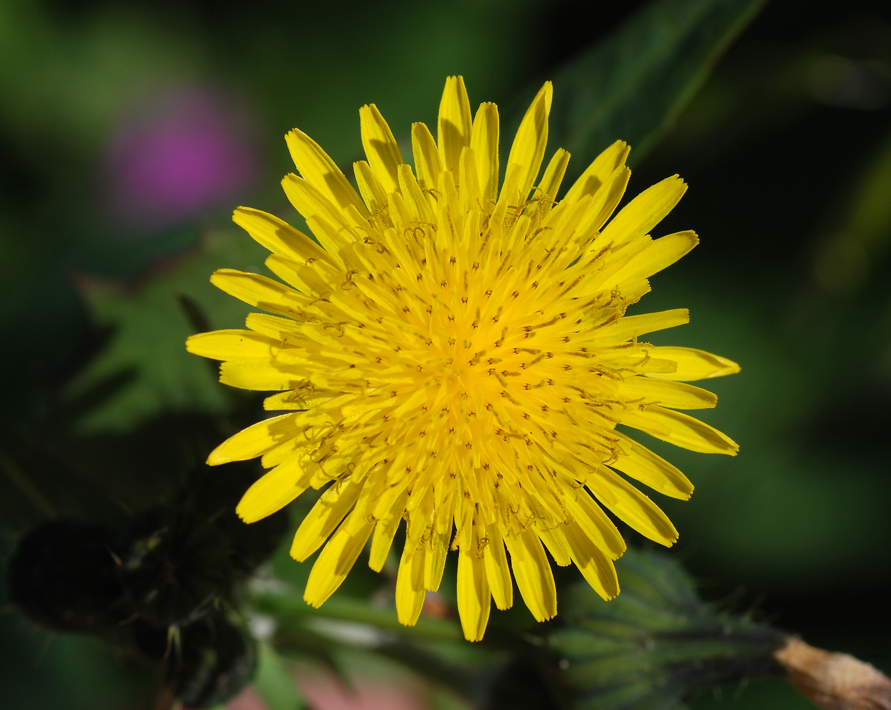 Sonchus February 2008-2