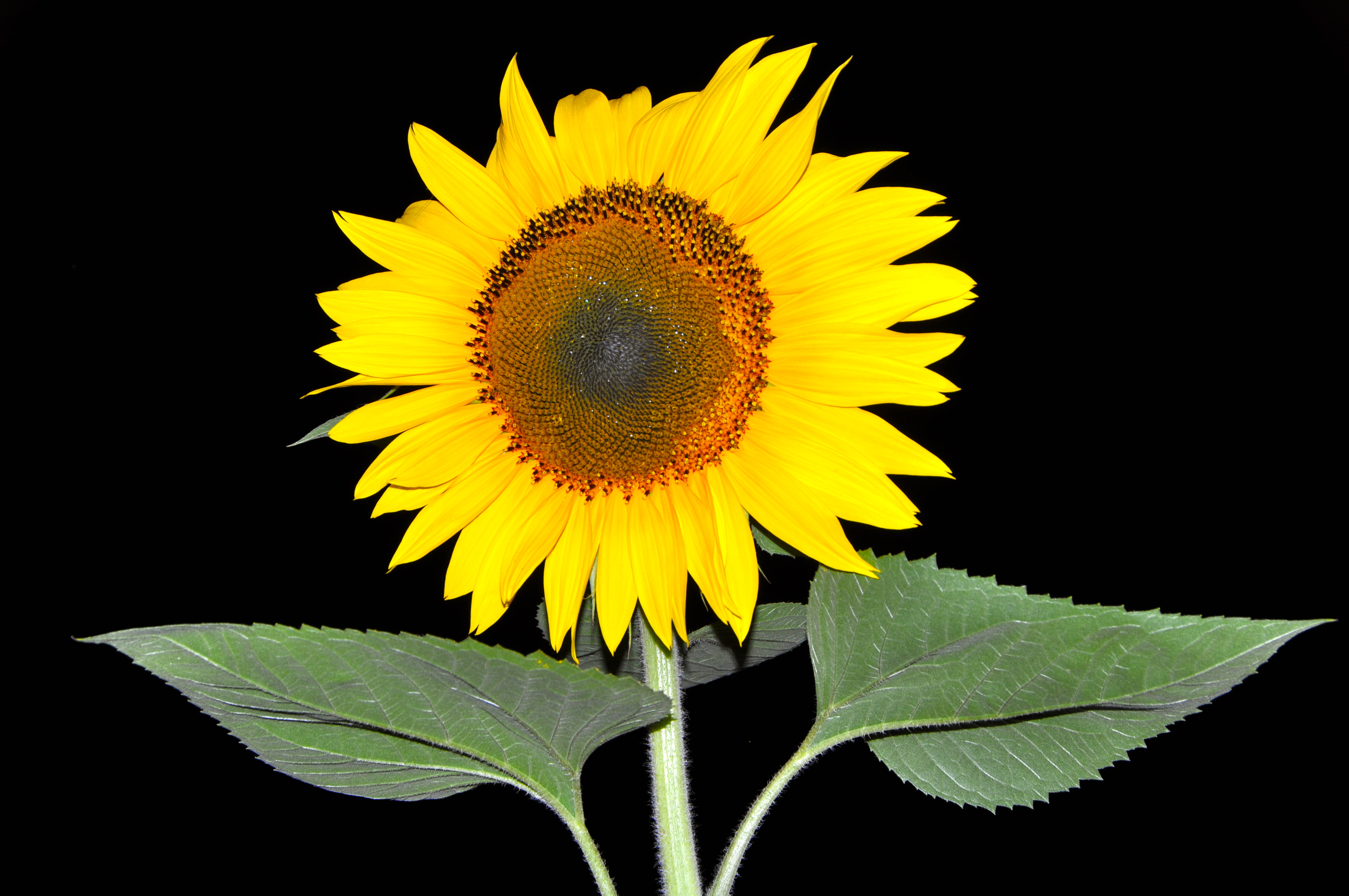 Sonnenblume bei Nacht
