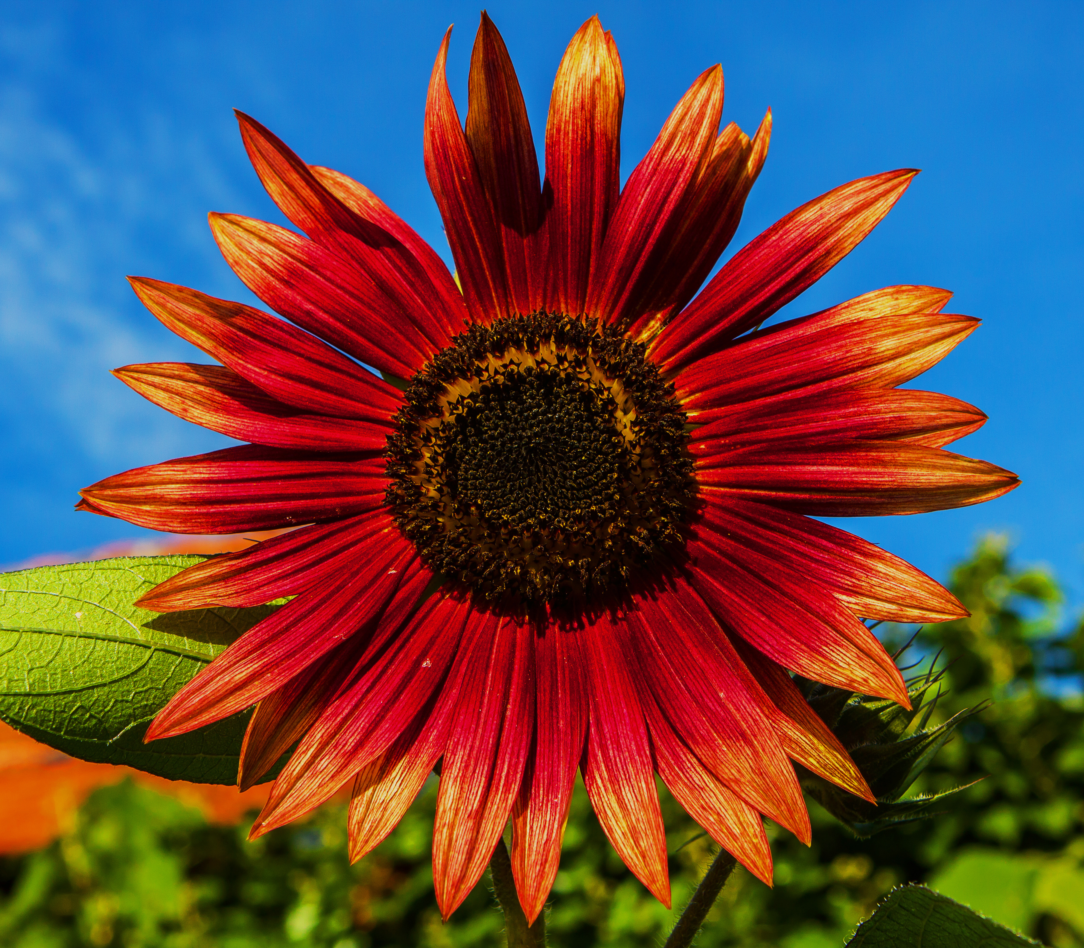 Sonnenblume IMG 0012