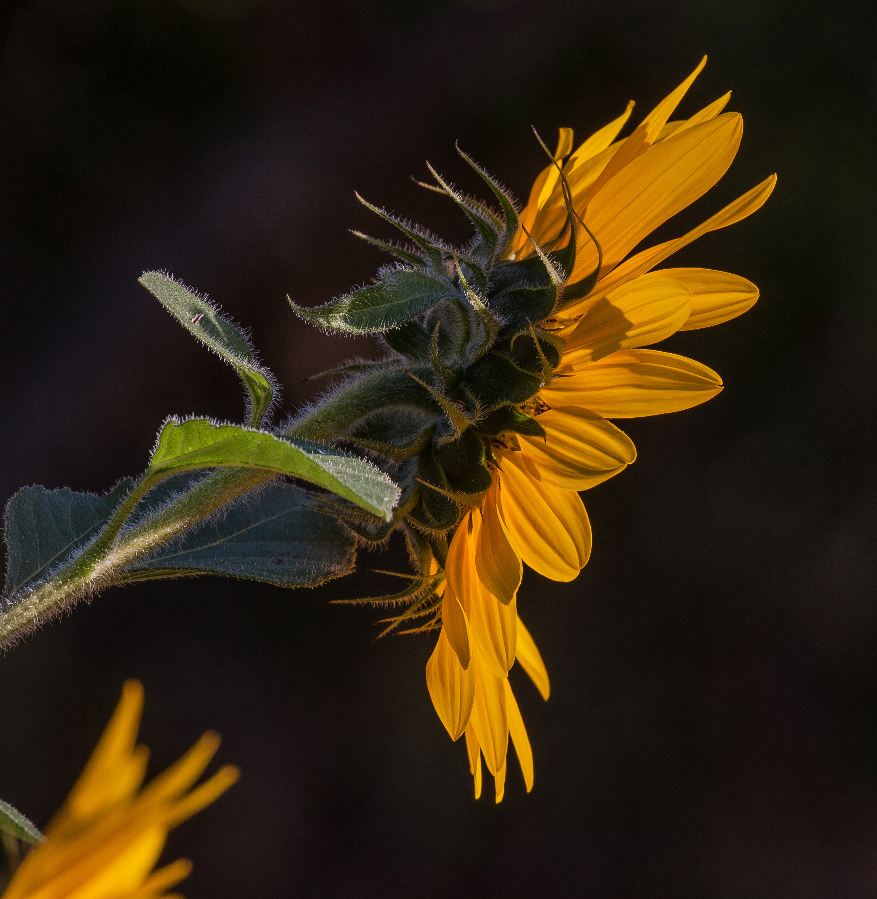 Sonnenblume IMG 2656