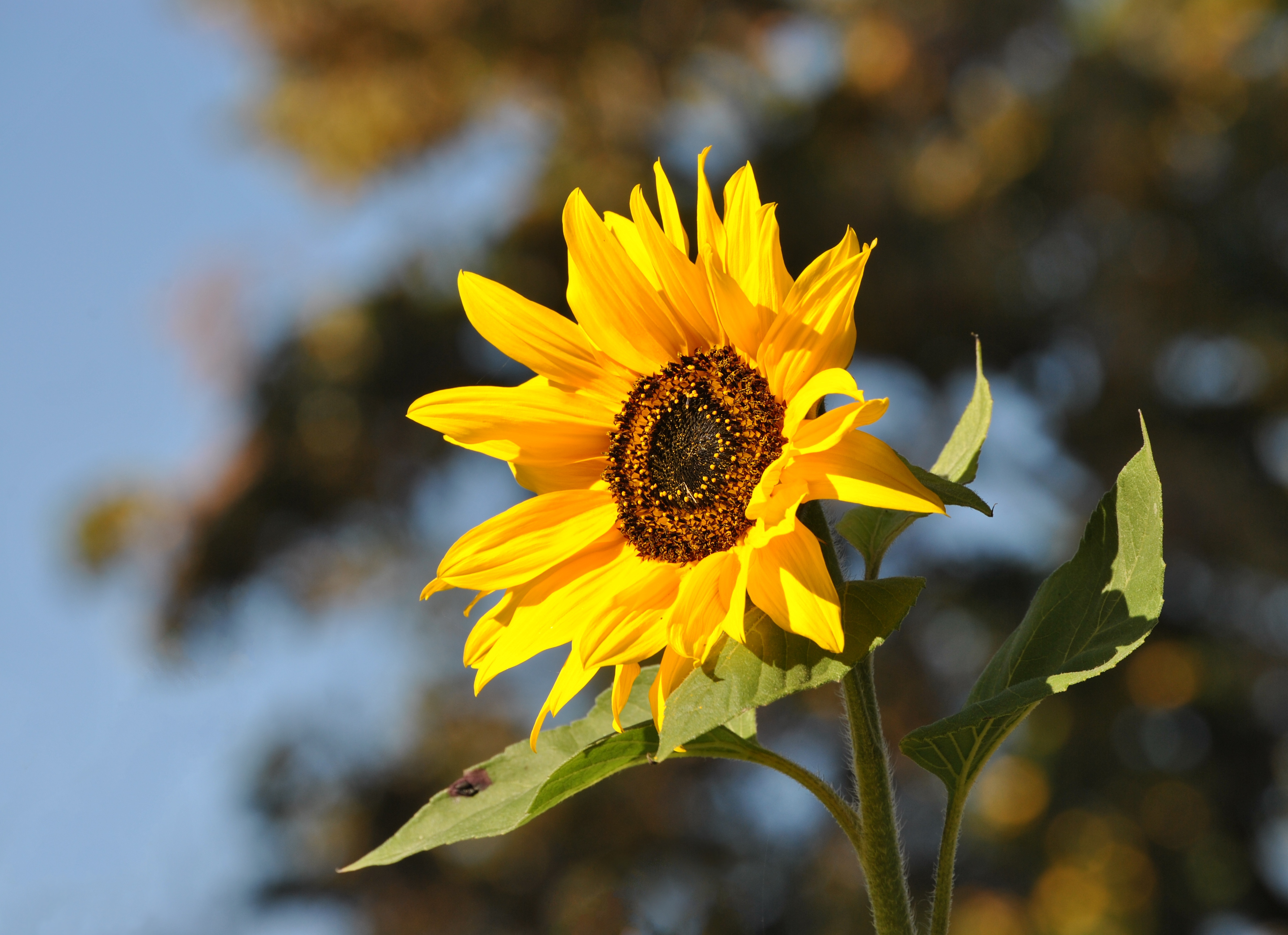 Sonnenblume Kloster Kamp cropped