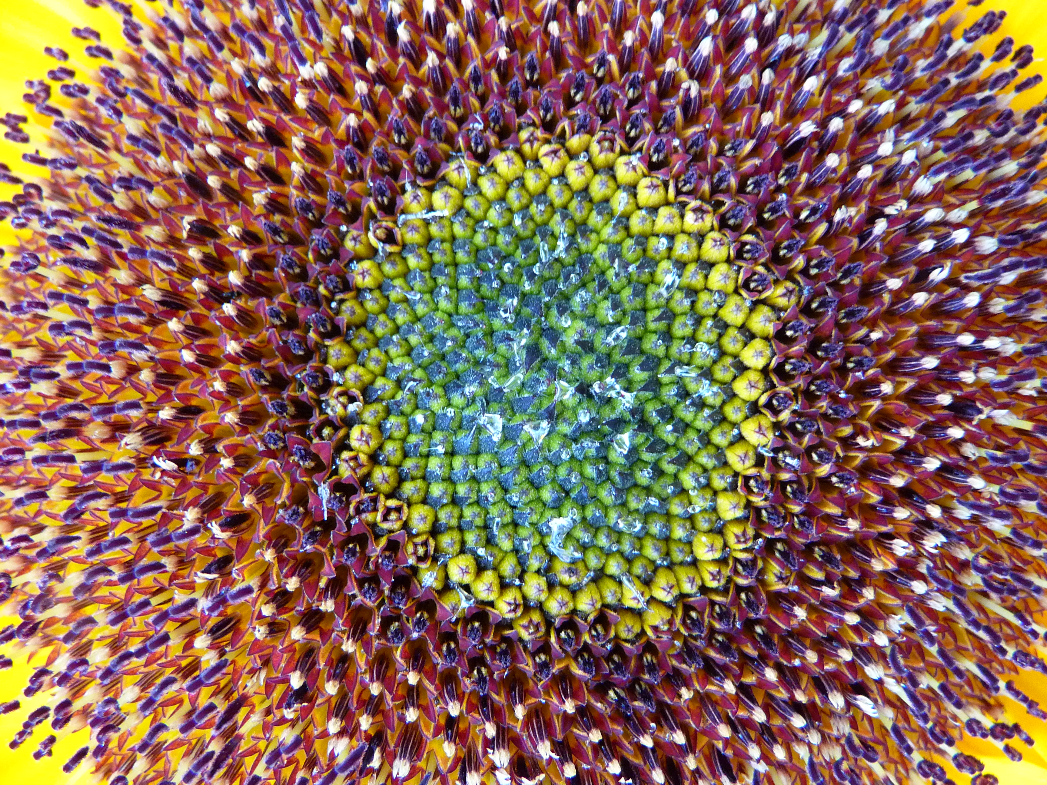 Sonnenblume Nahaufnahme Hüllkelch
