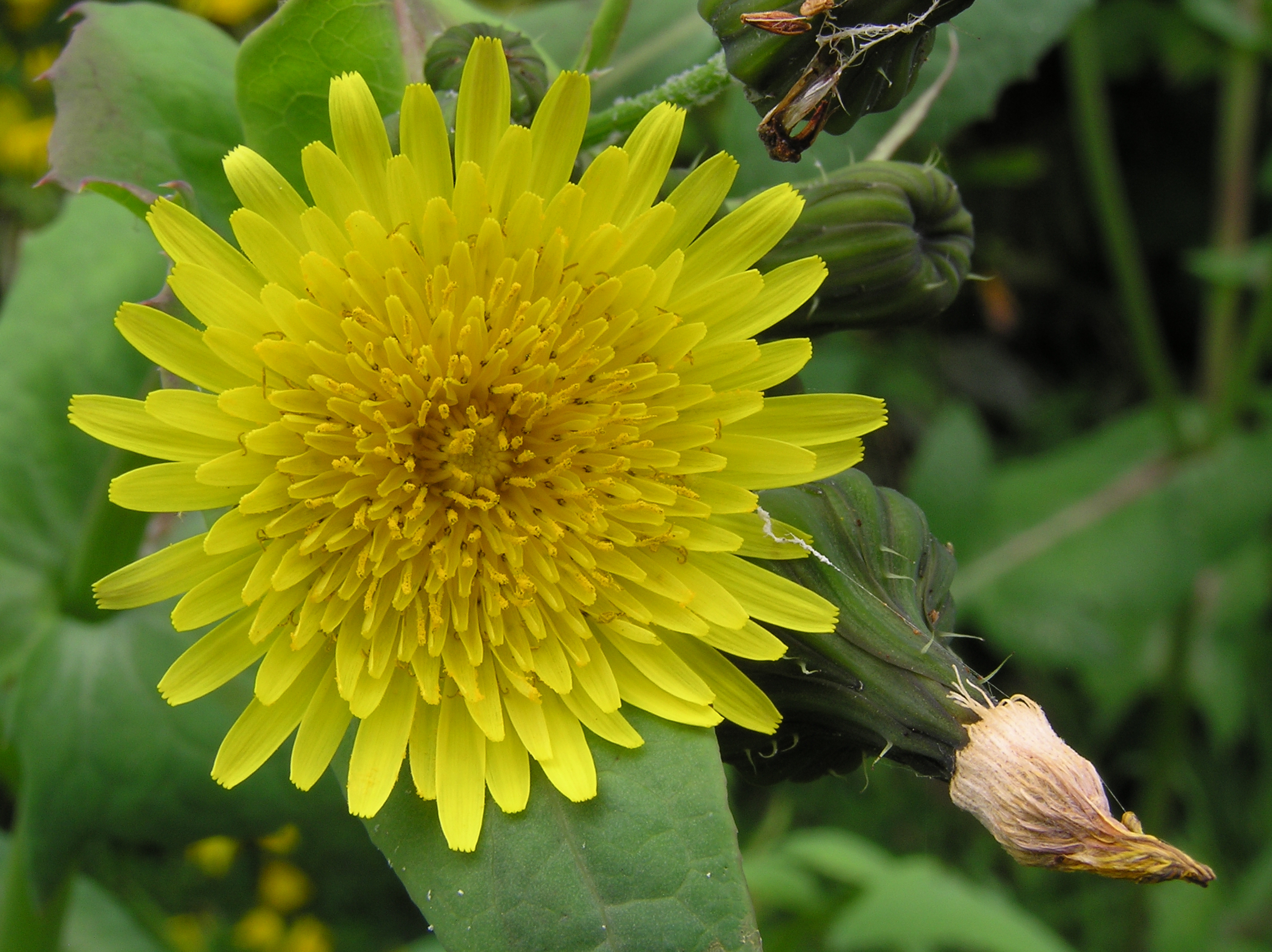 Sow-thistle 1