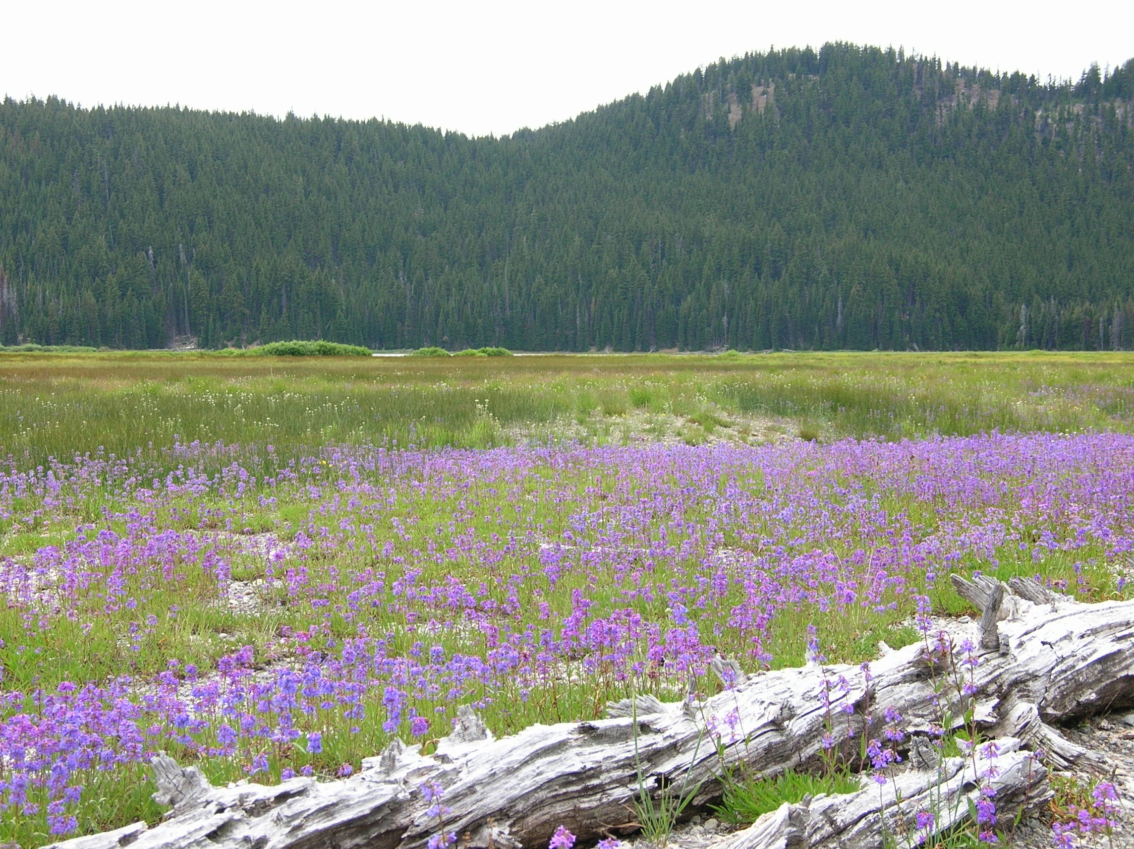 Sparks Meadow in July2