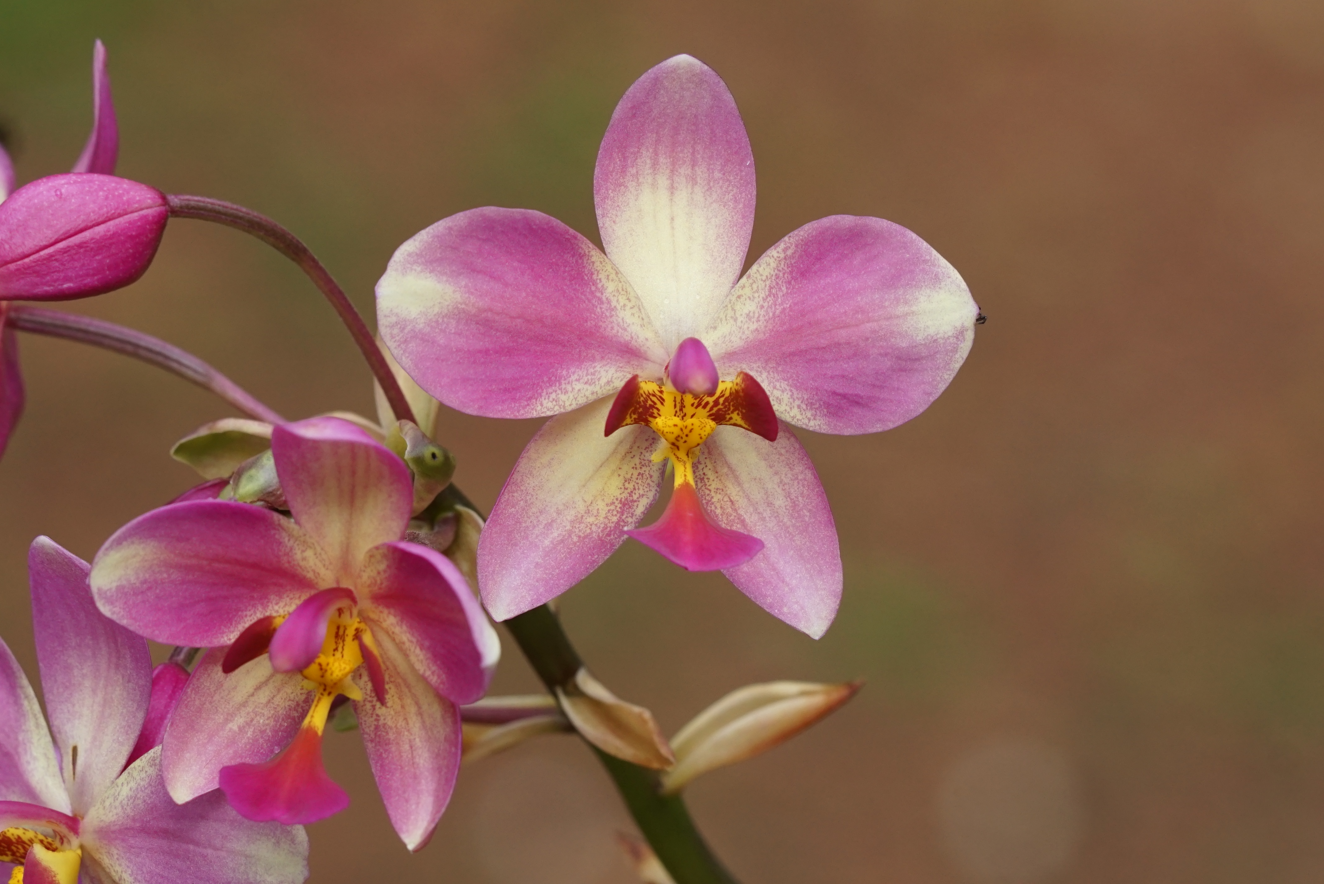 Spathoglottis x parsonsii 01919