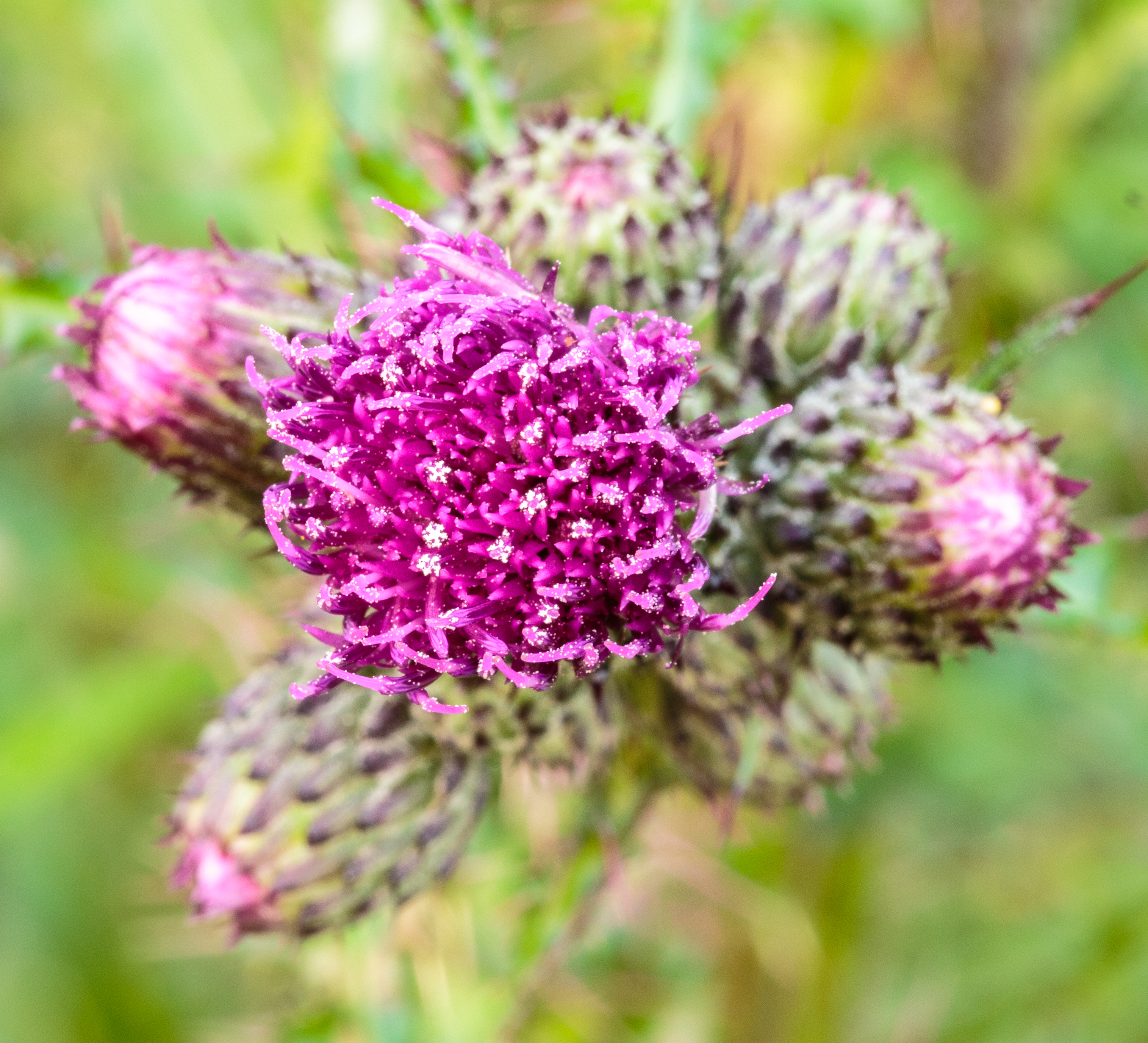 Speerdistel (Cirsium vulgare) 02