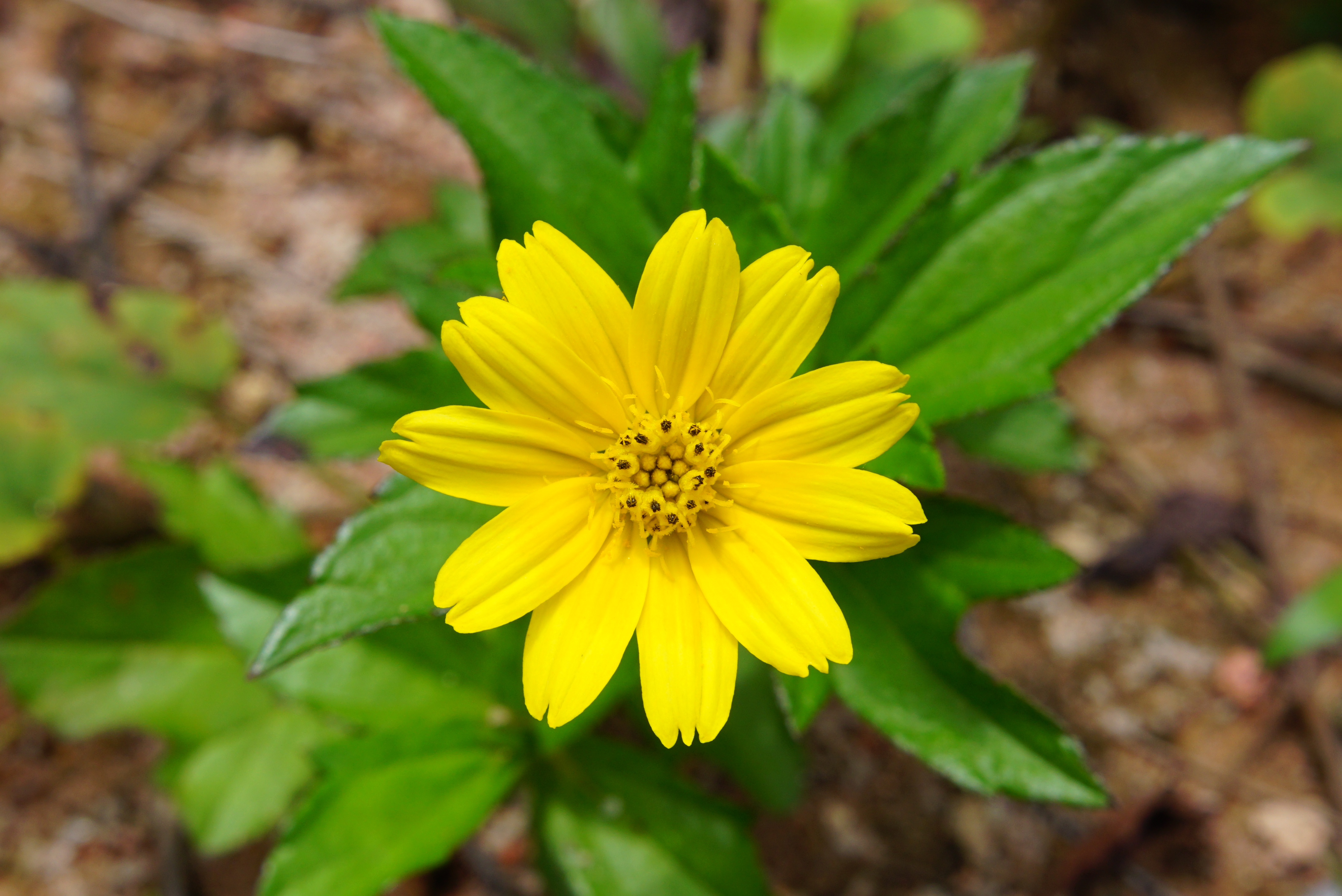Sphagneticola calendulacea 00202