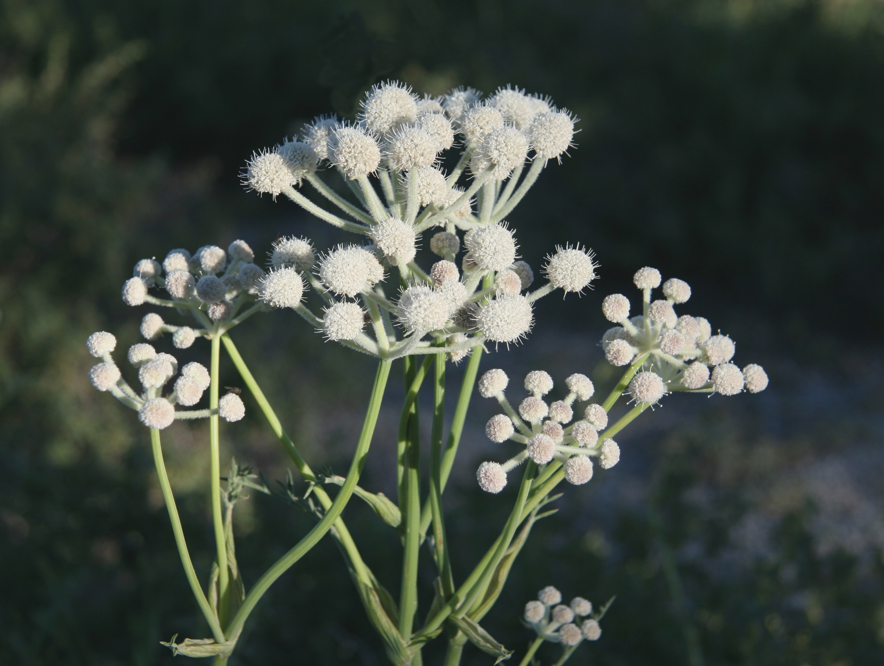 Sphenosciadium capitellatum rangers buttons