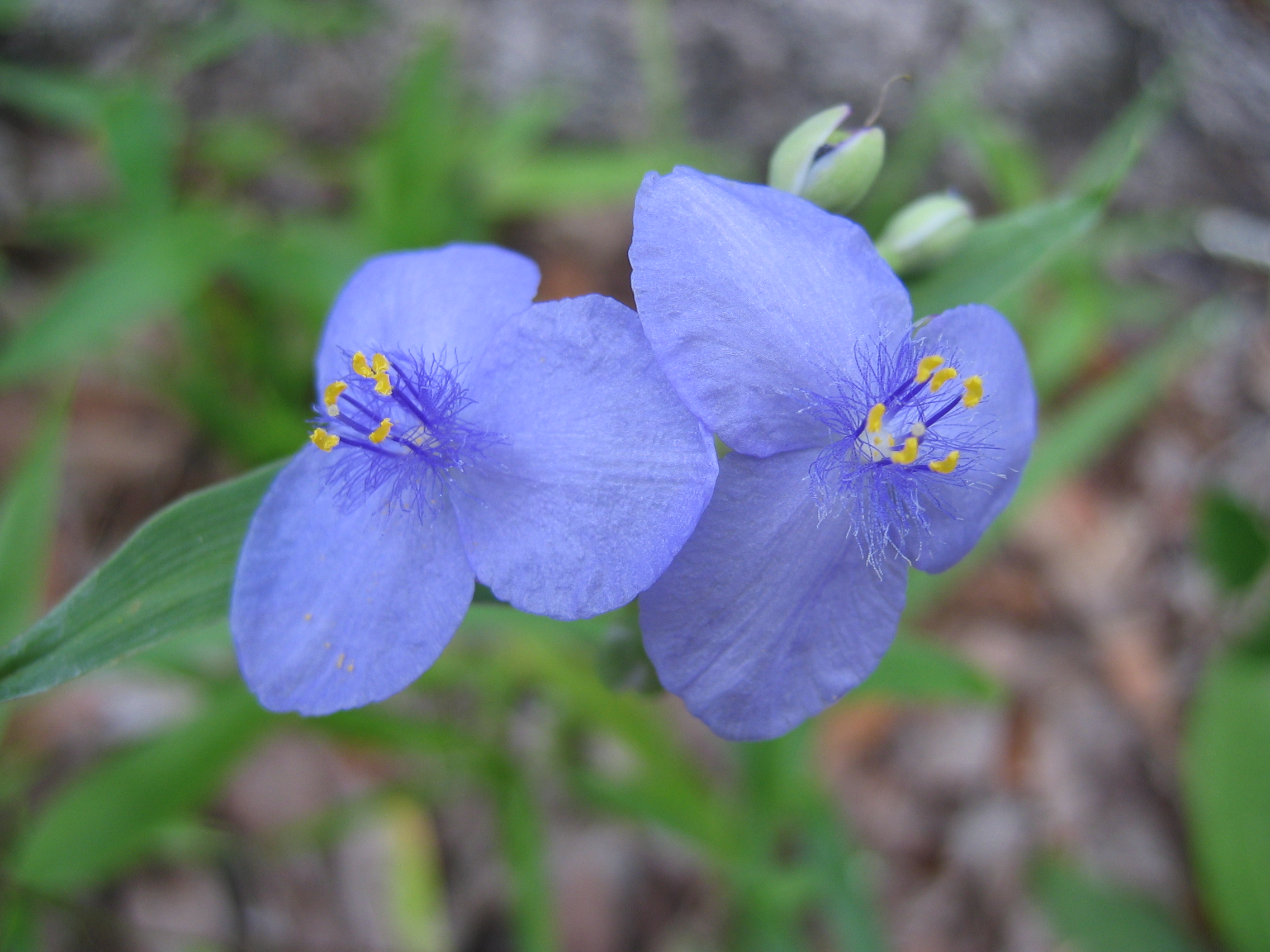 Spiderwort Blue Flower 1