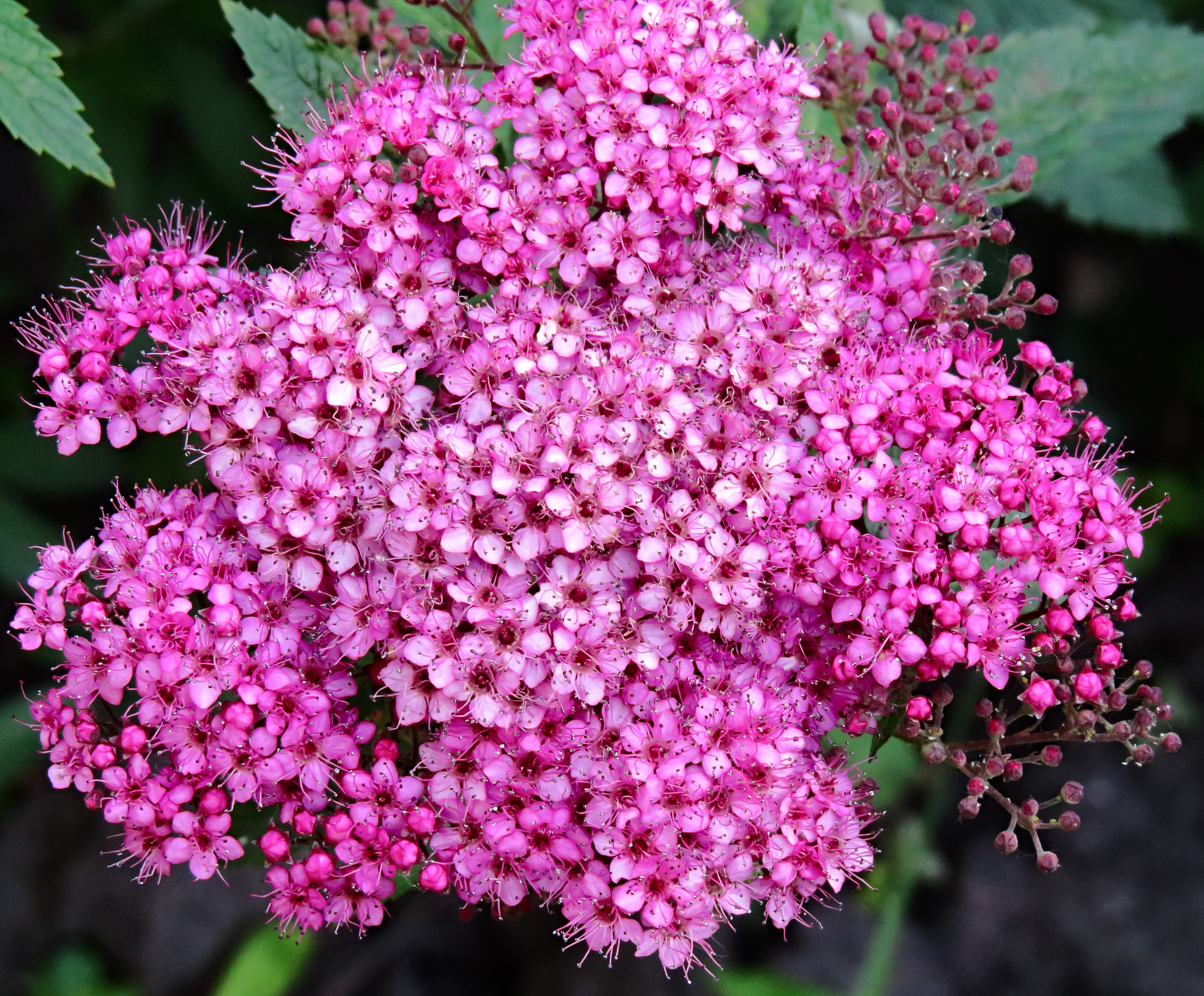 Spiraea japonica Alpina3