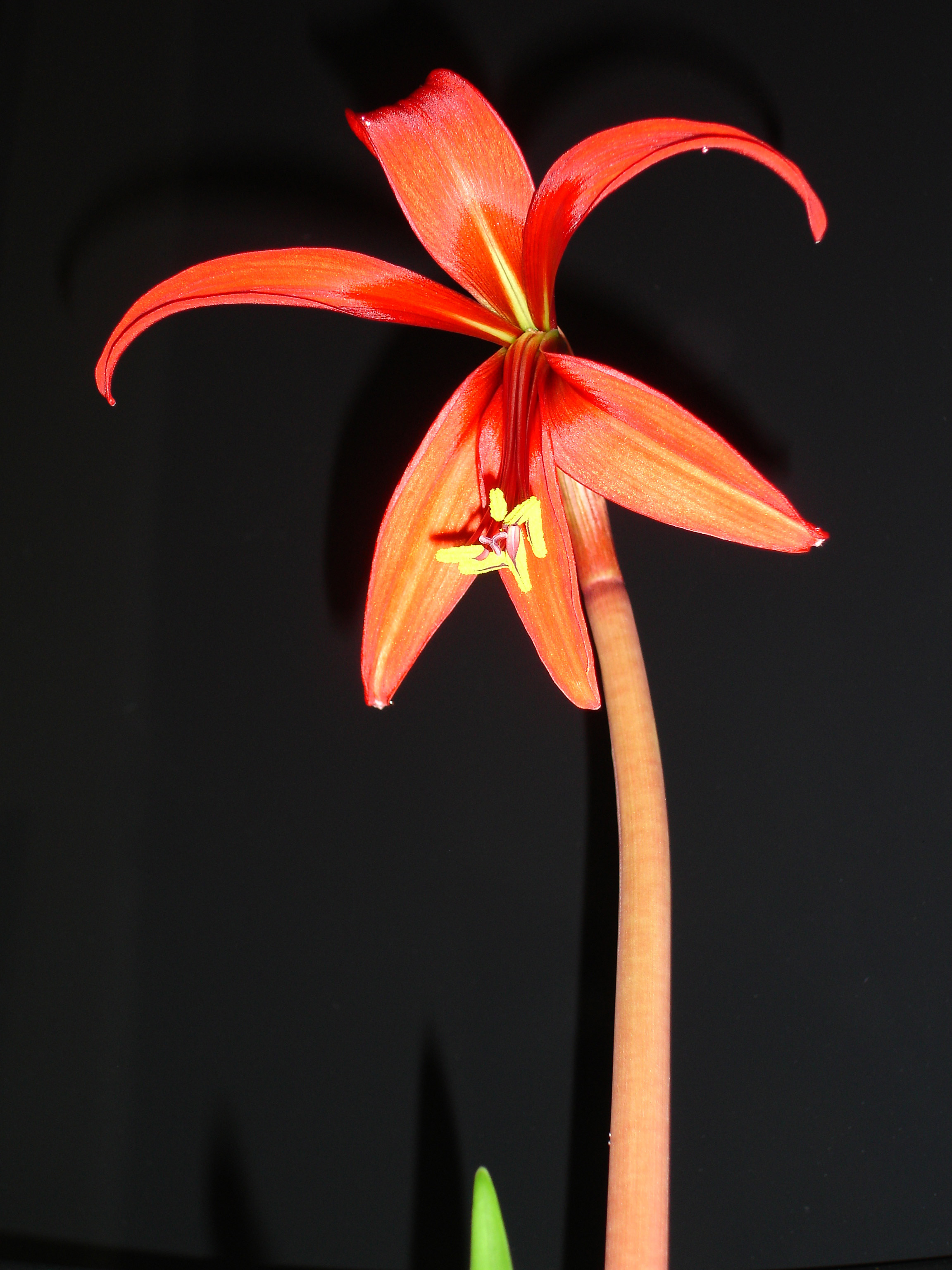Sprekelia.formosissima.3