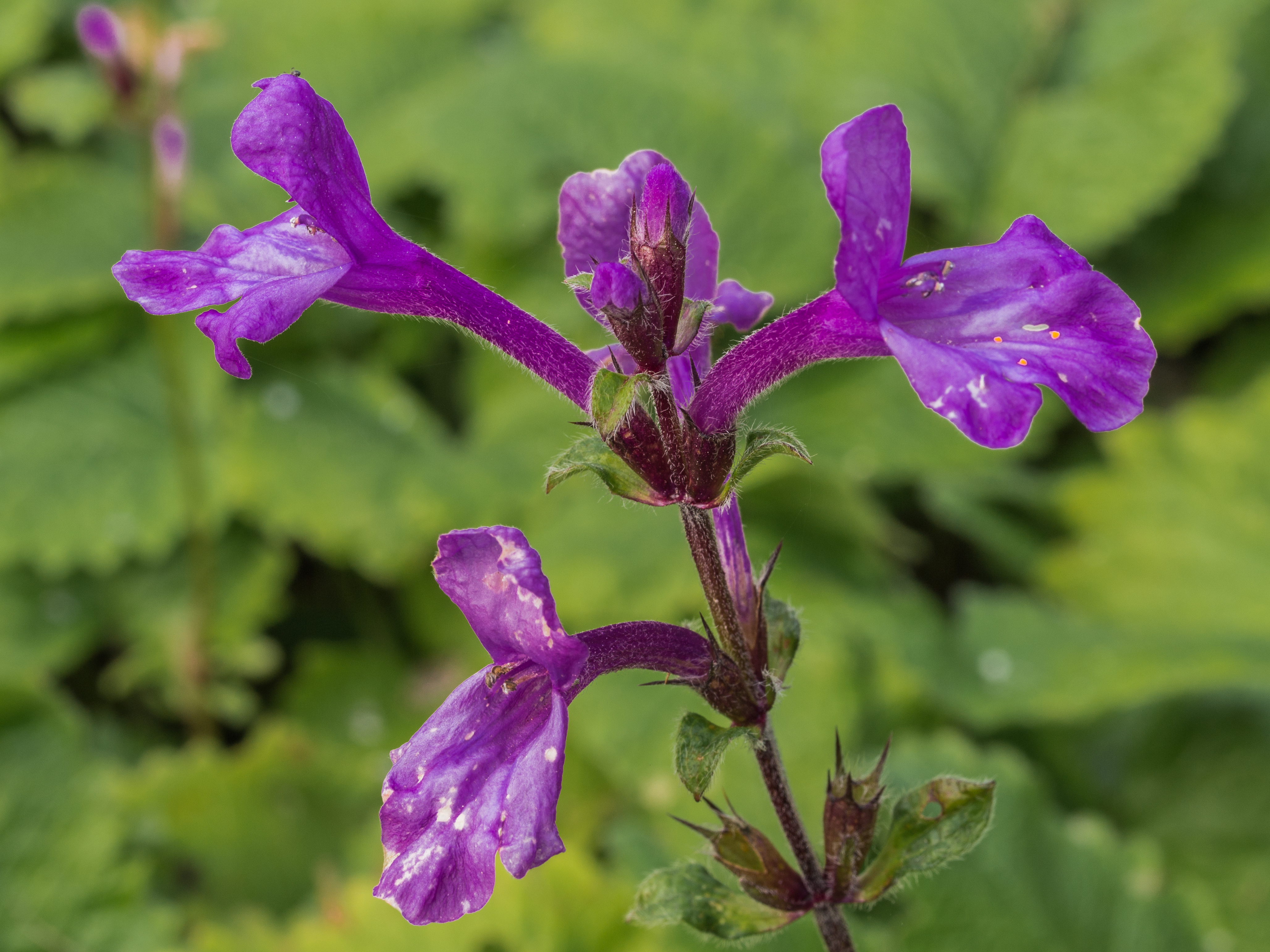 Stachys grandiflora 'Superba' (actm)