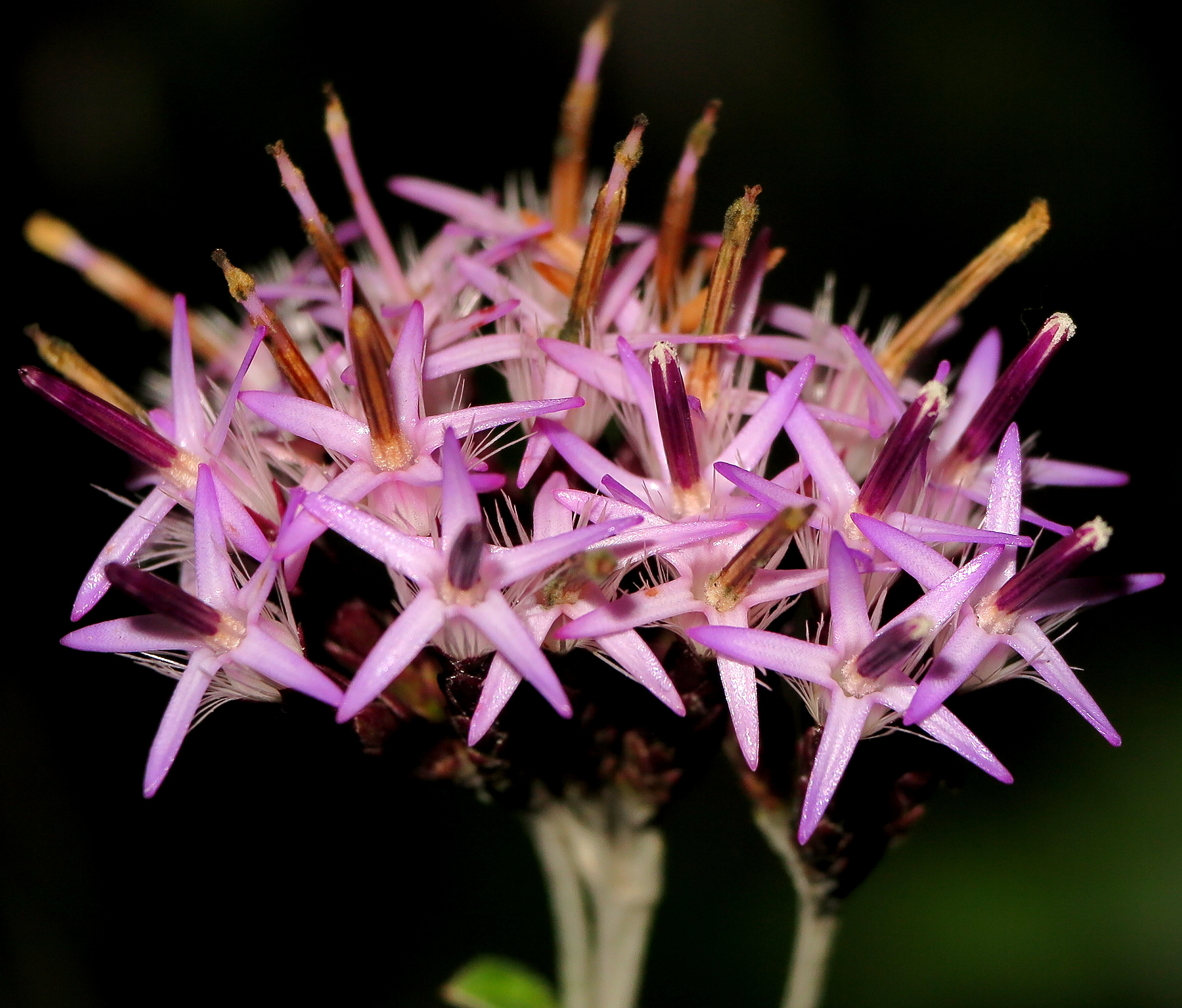 Staehelina uniflosculosa (15618746988)