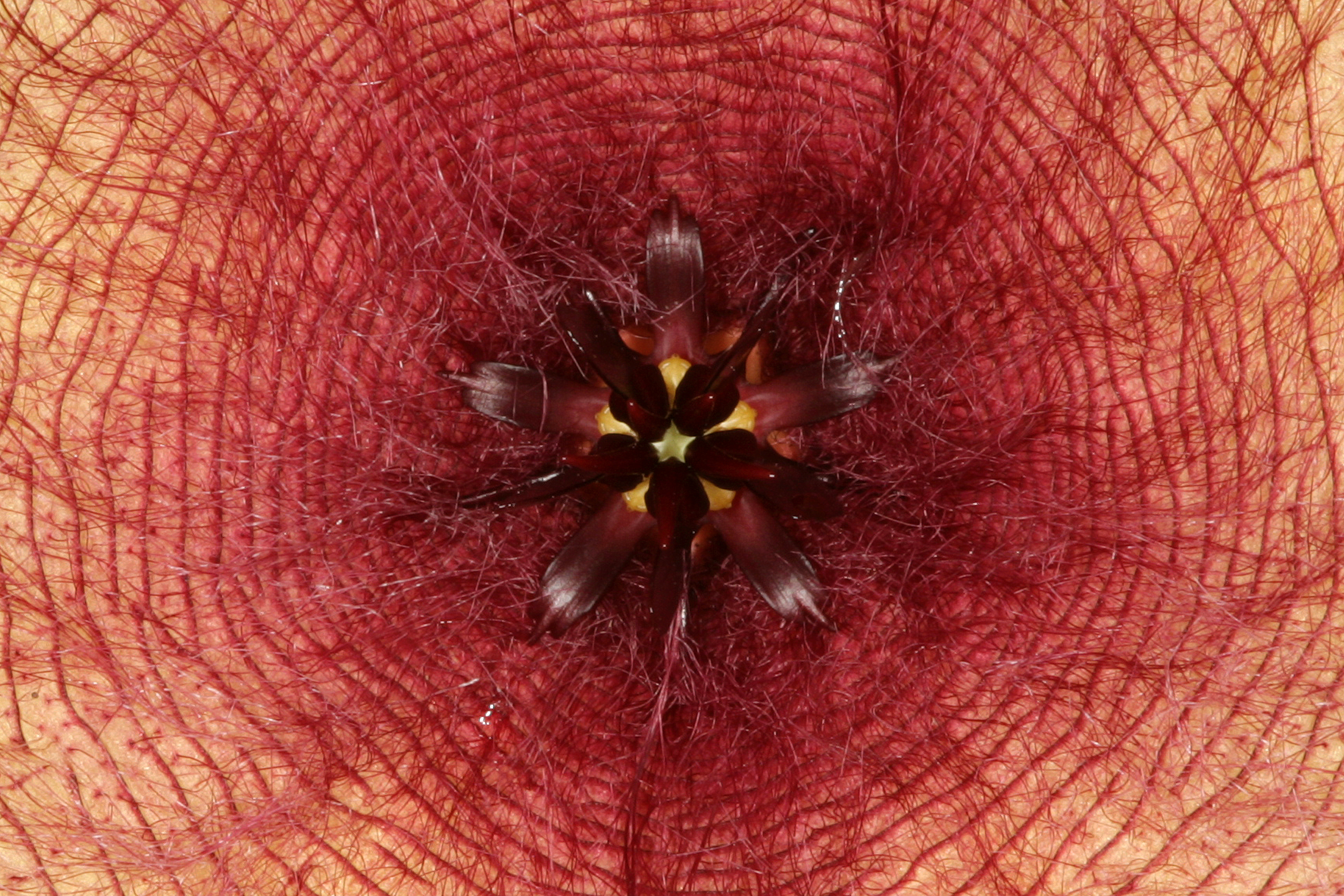 Stapelia gigantea 1DS-II 2890