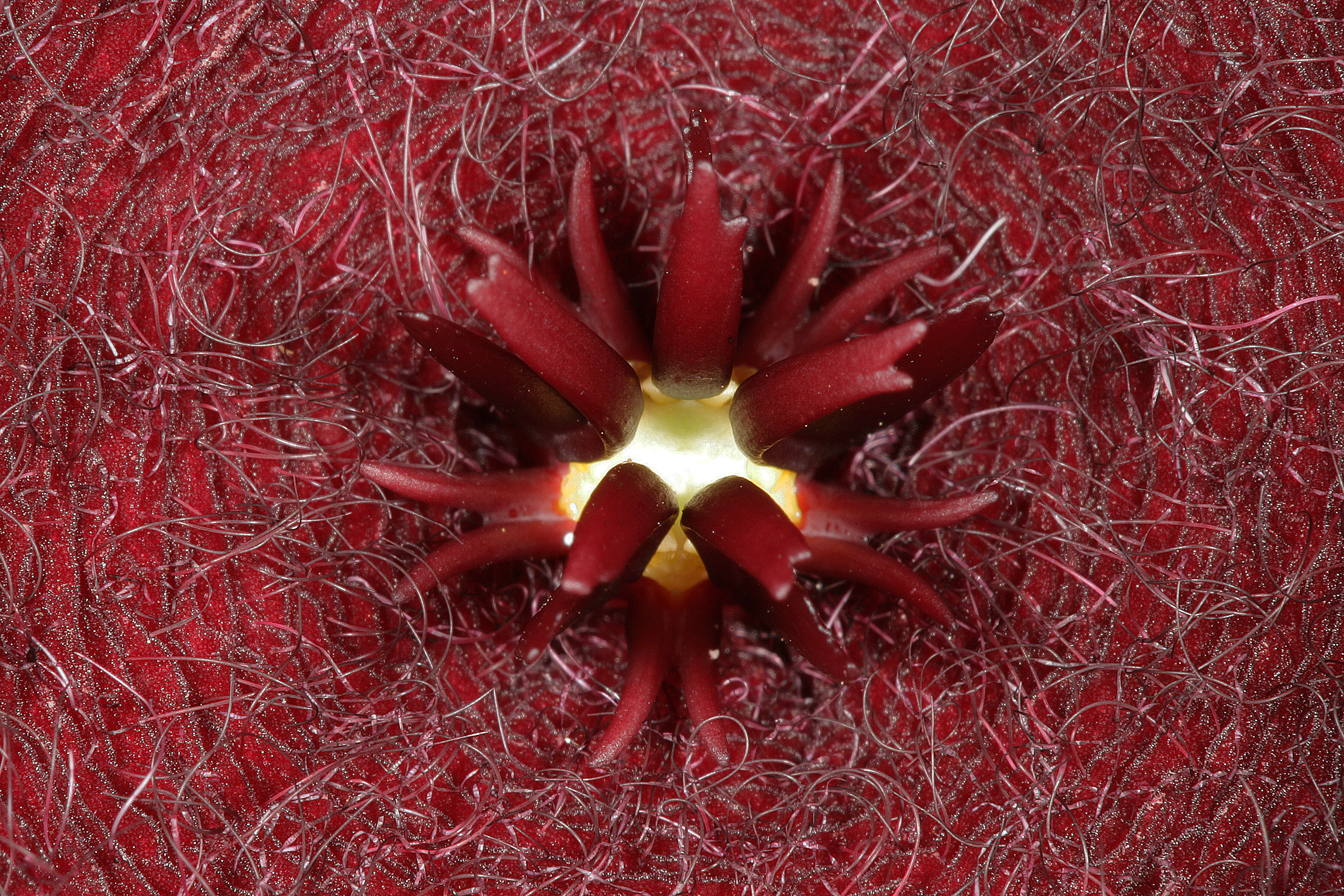 Stapelia leendertziae 1DS-II 1-2705
