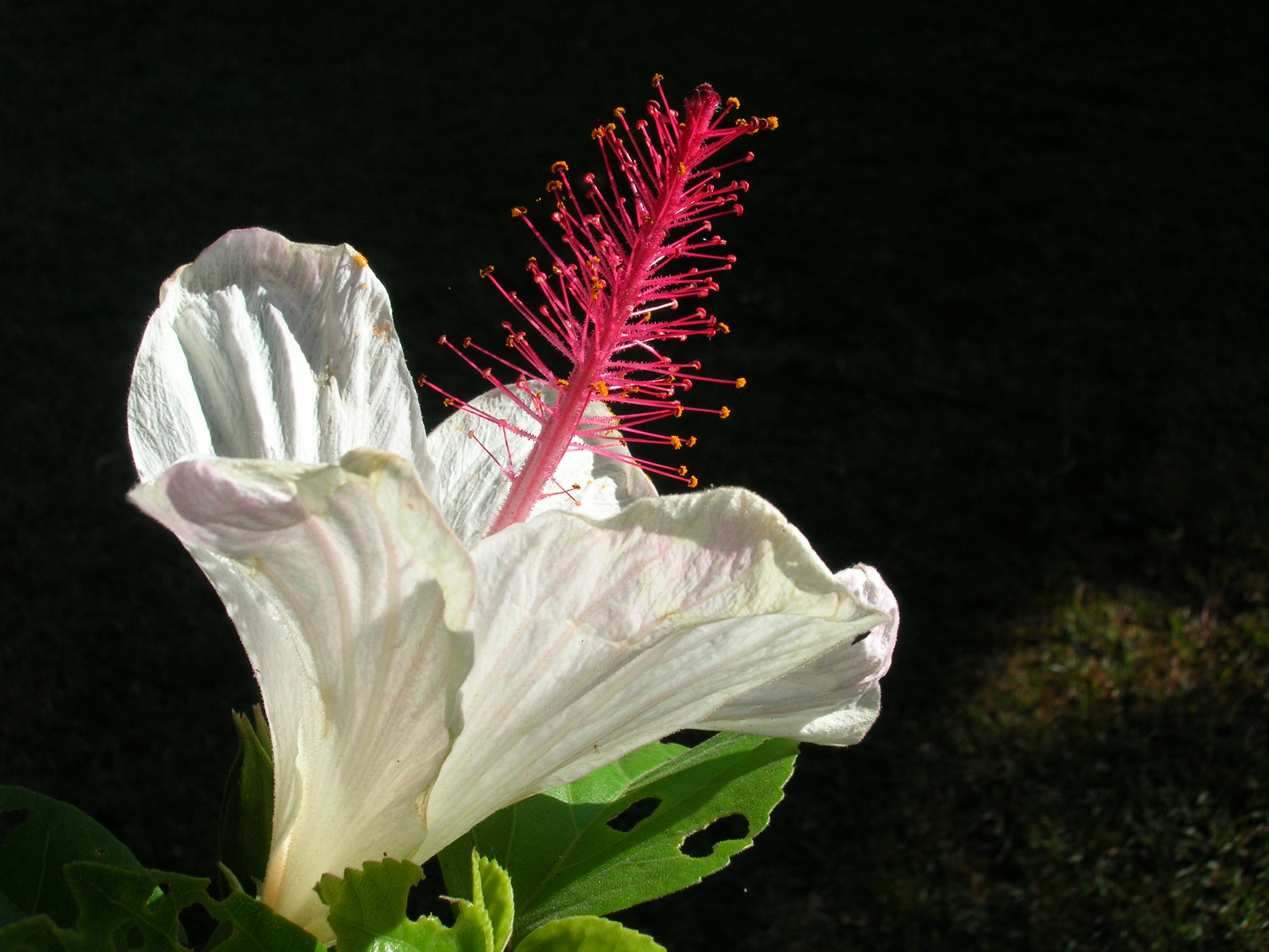 Starr 060815-8577 Hibiscus waimeae