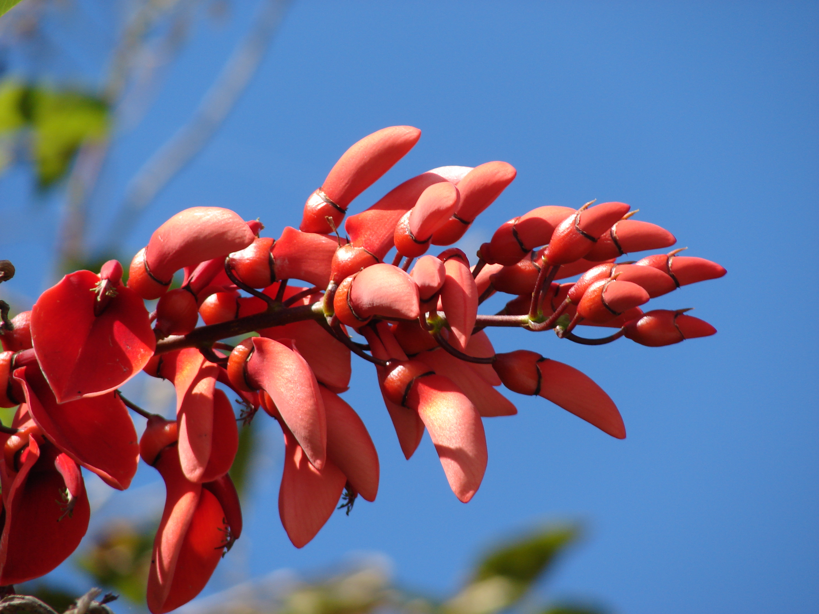 Starr 070221-4794 Erythrina crista-galli
