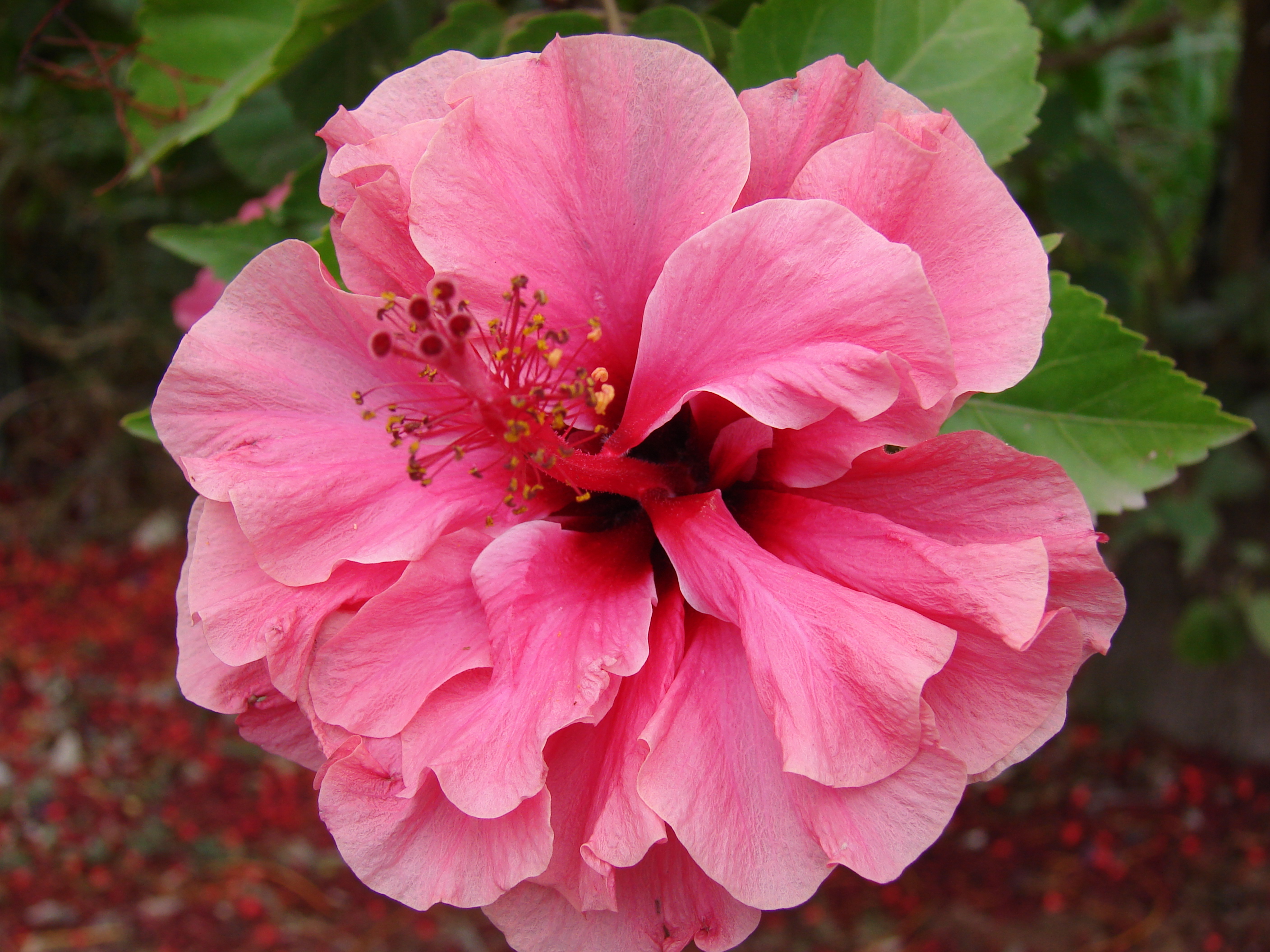 Starr 080715-9250 Hibiscus rosa-sinensis