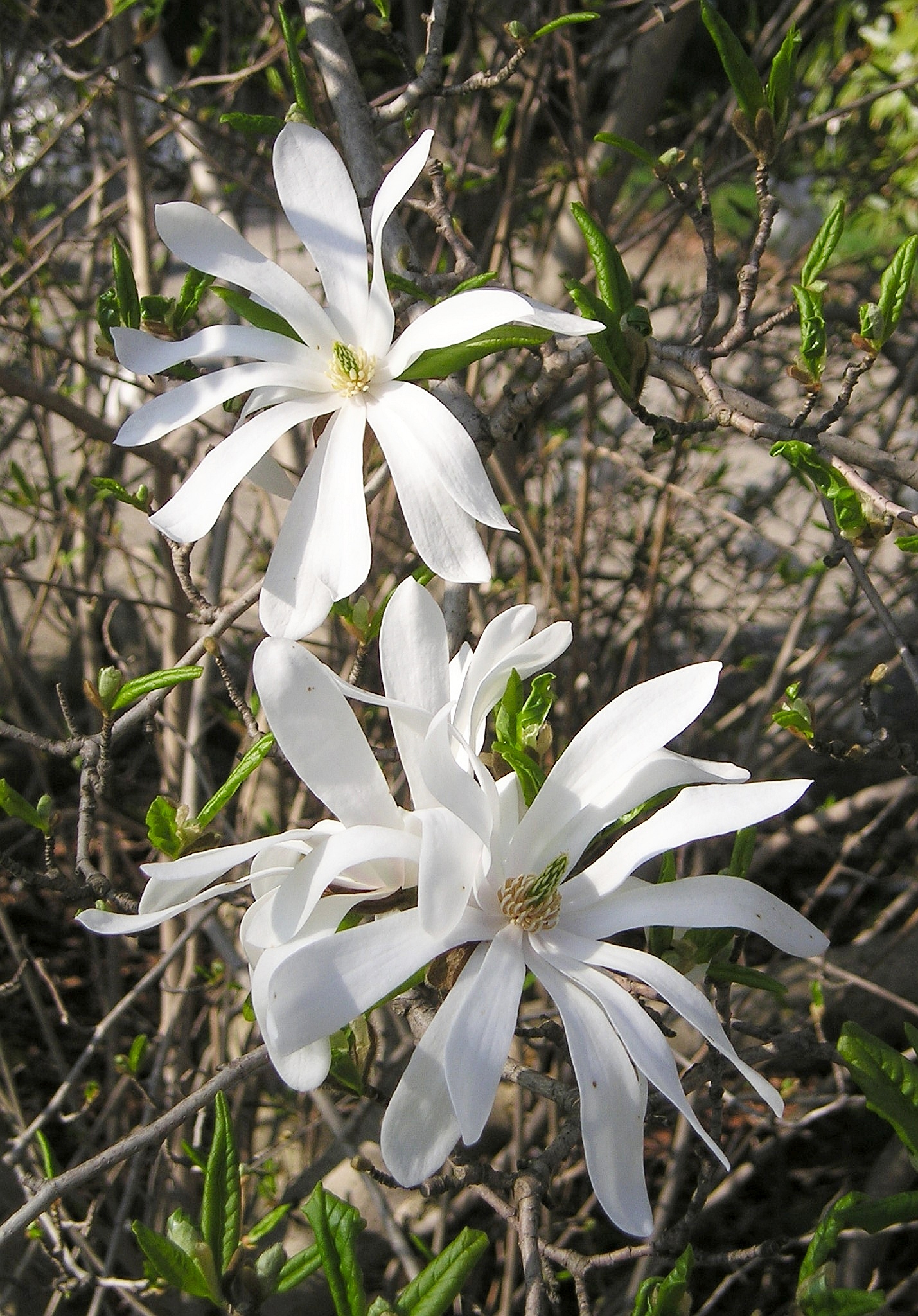 Stern-Magnolie (Magnolia stellata)