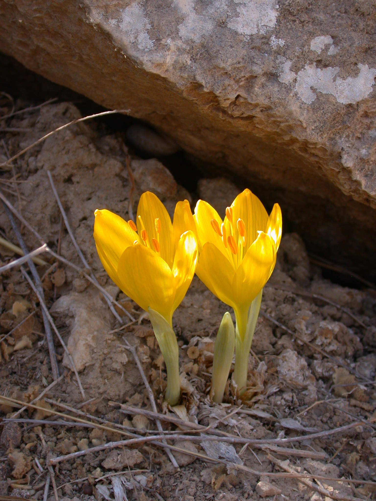 Sternbergia Clusiana