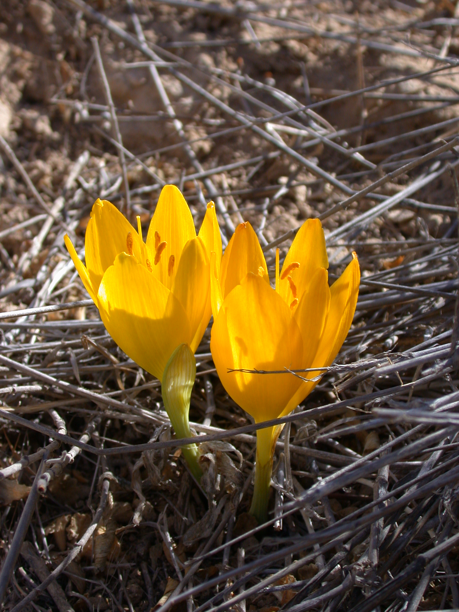 Sternbergia clusiana2