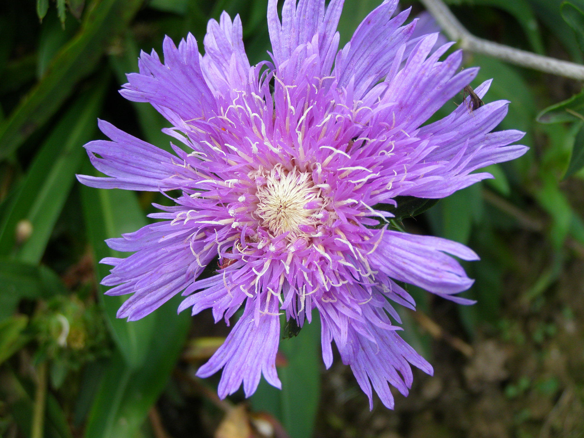 Stokesialaevis