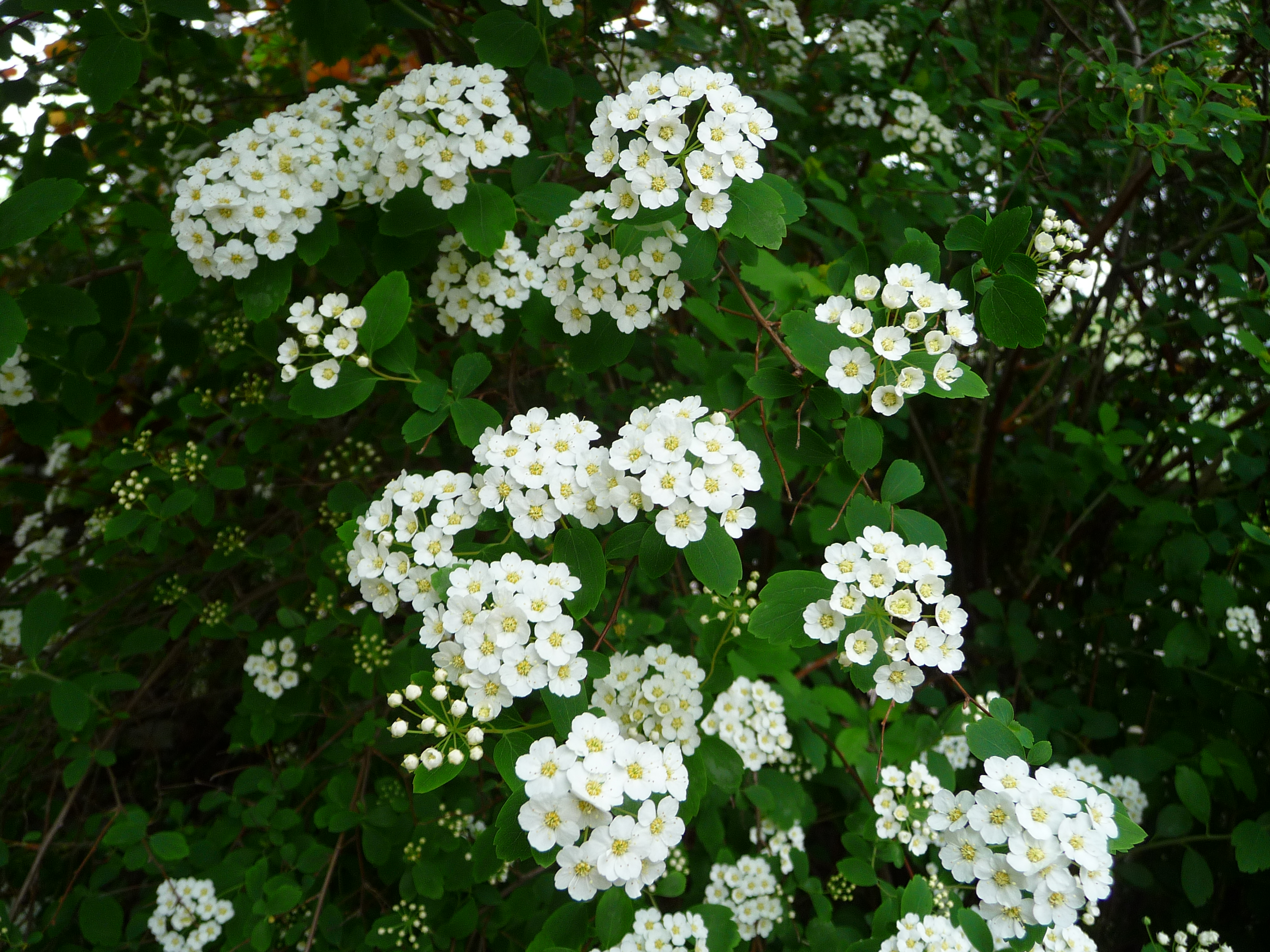 Strauch mit weißen Blüten