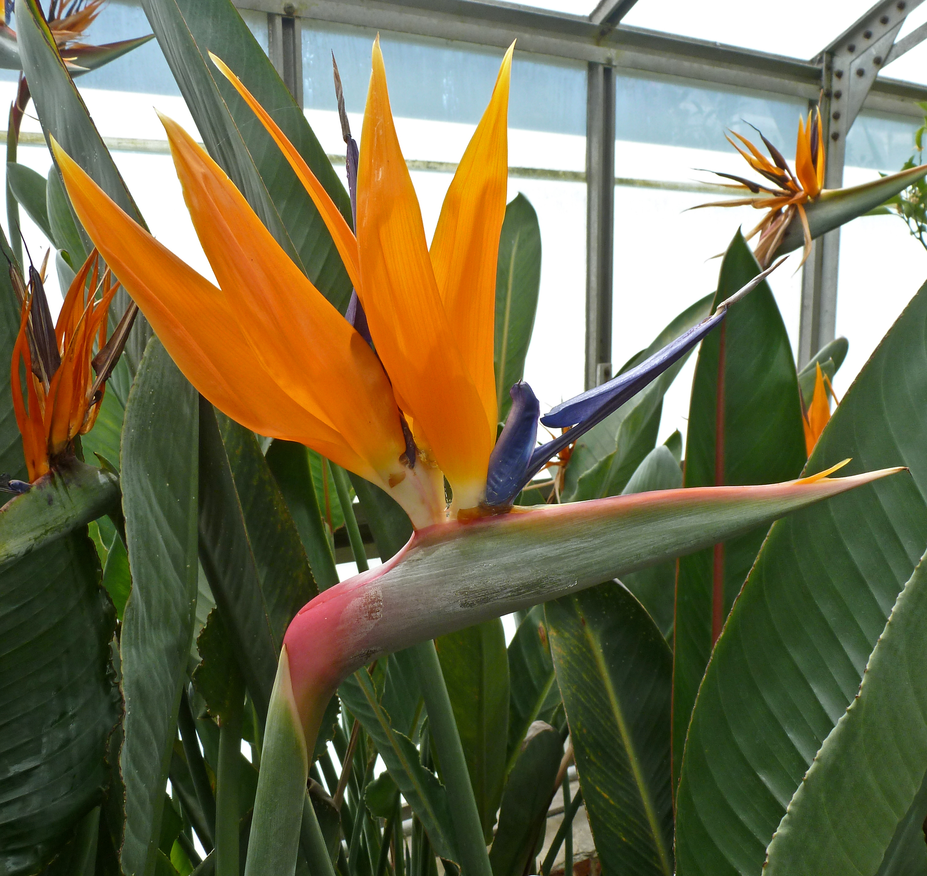 Strelitzia (Bird of Paradise Flower)