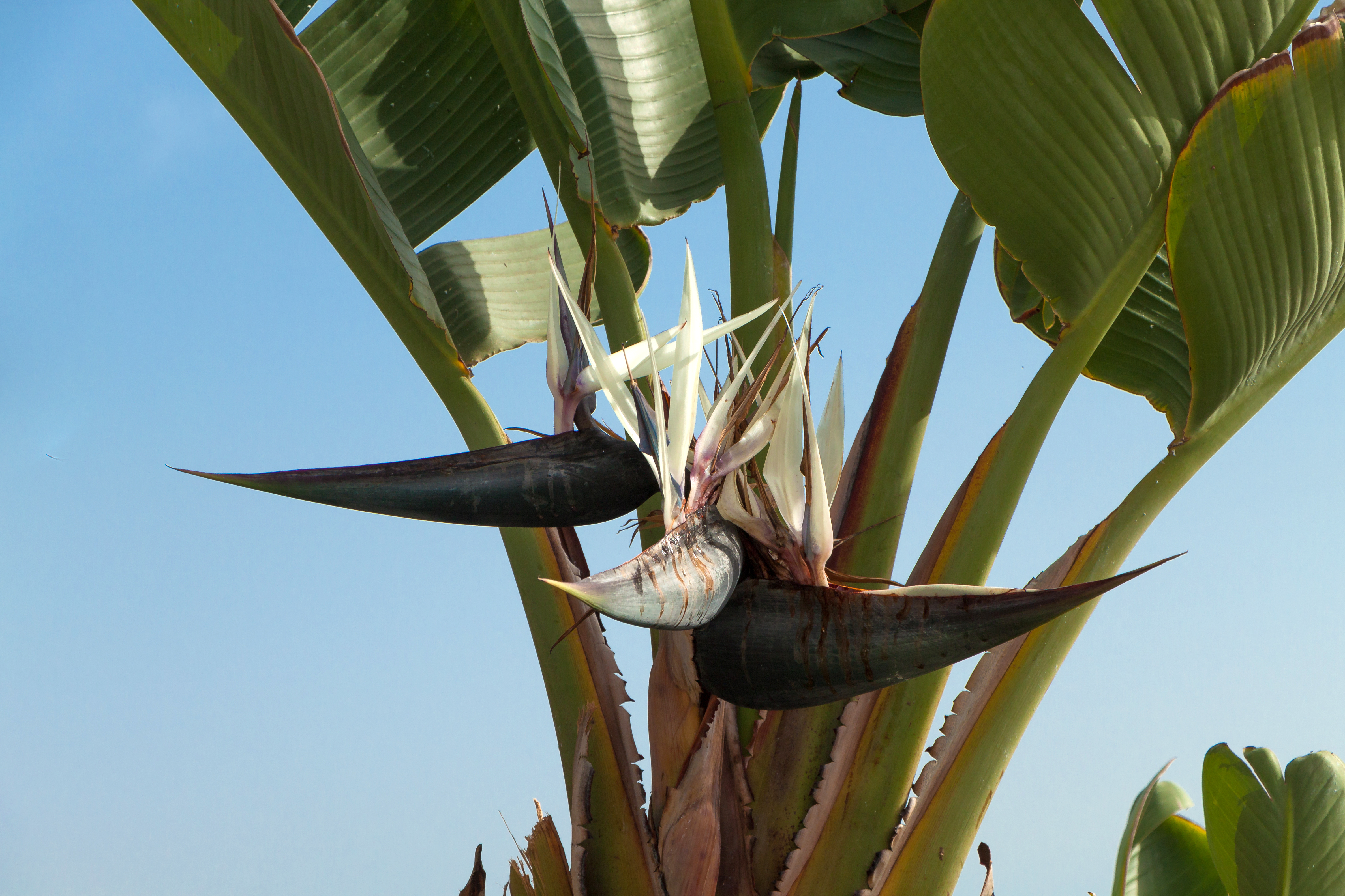 Strelitzia alba 001