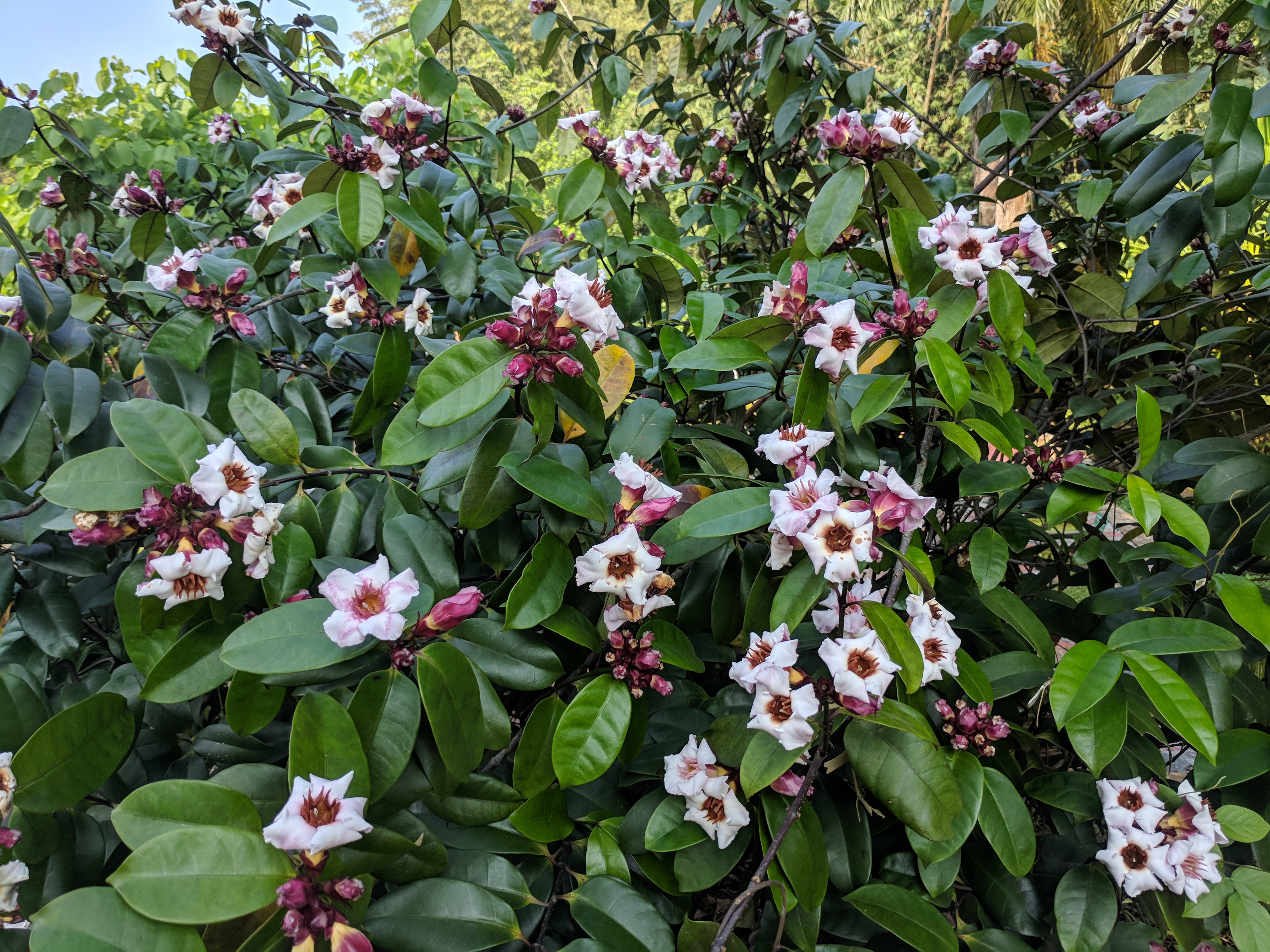 Strophanthus gratus 16