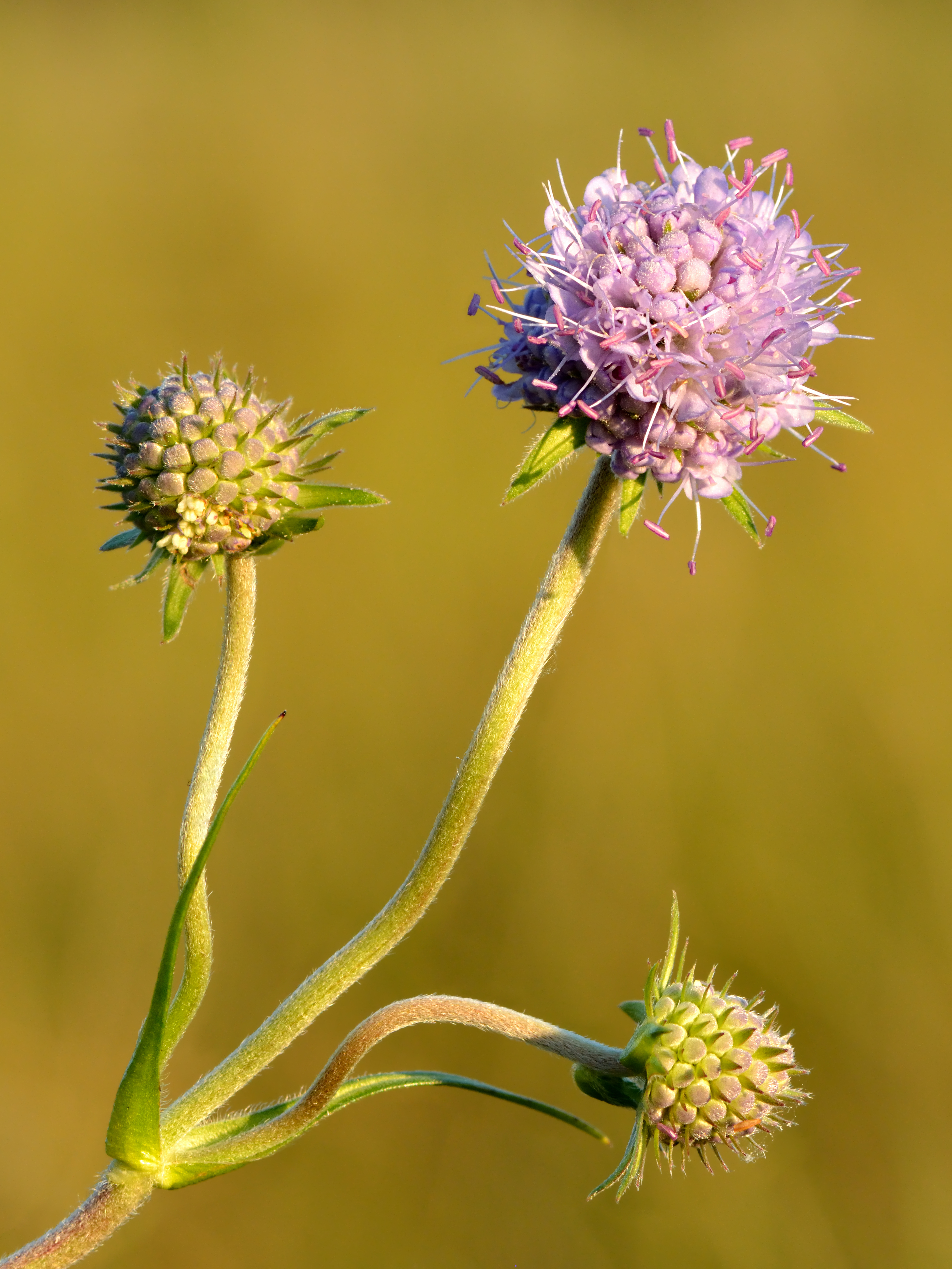 Succisa pratensis - Niitvälja bog - Keila