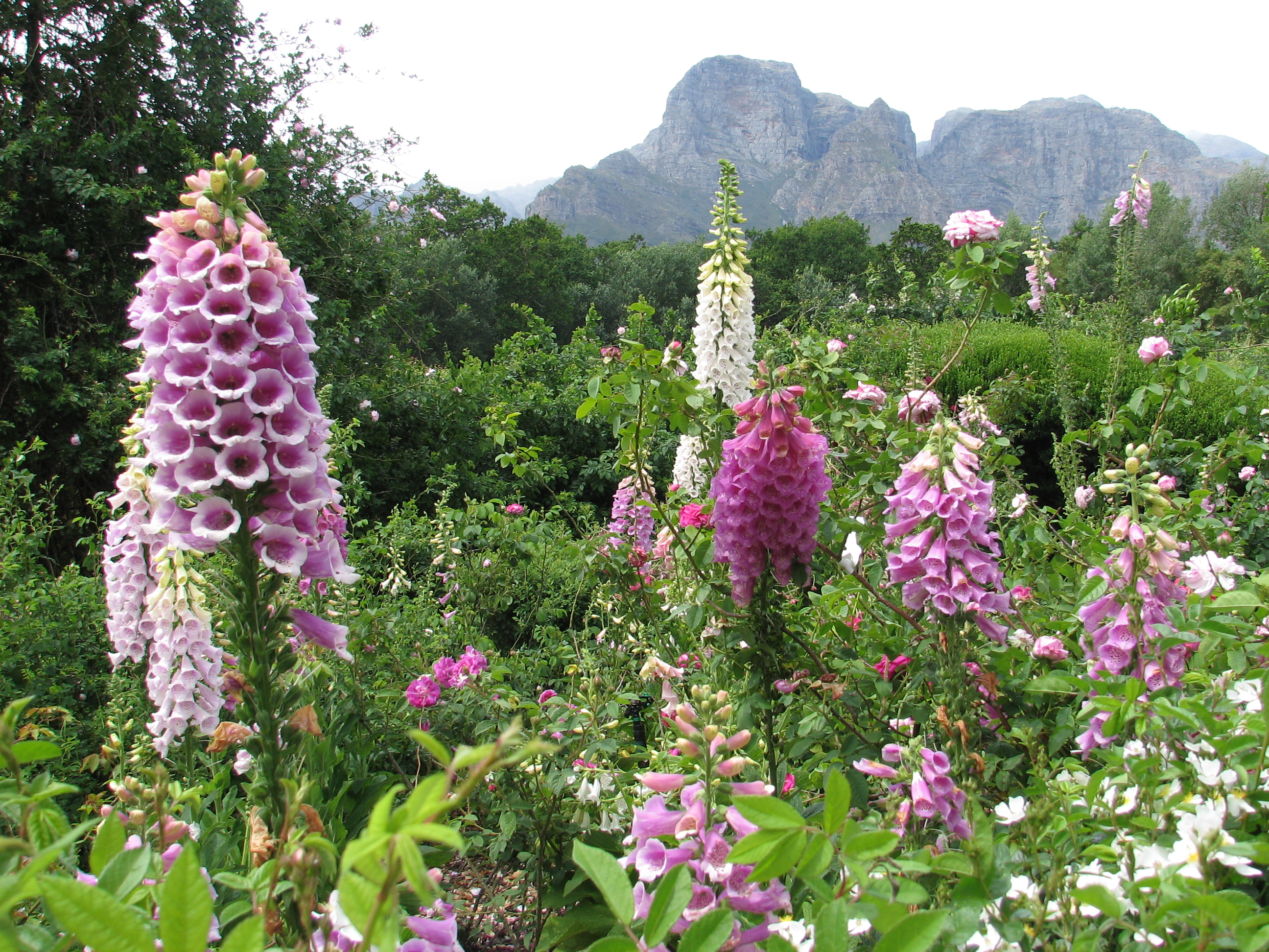 Suedafrika Fingerhut