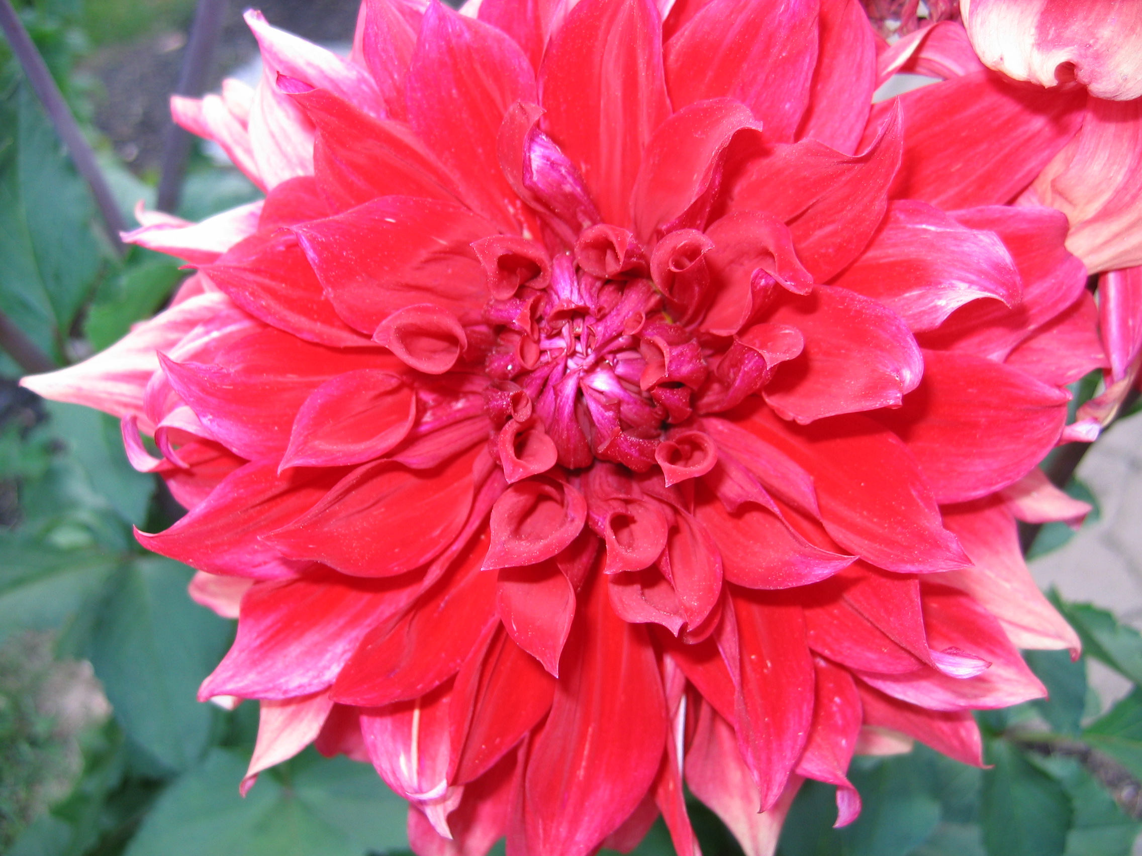 Summer Flowers2