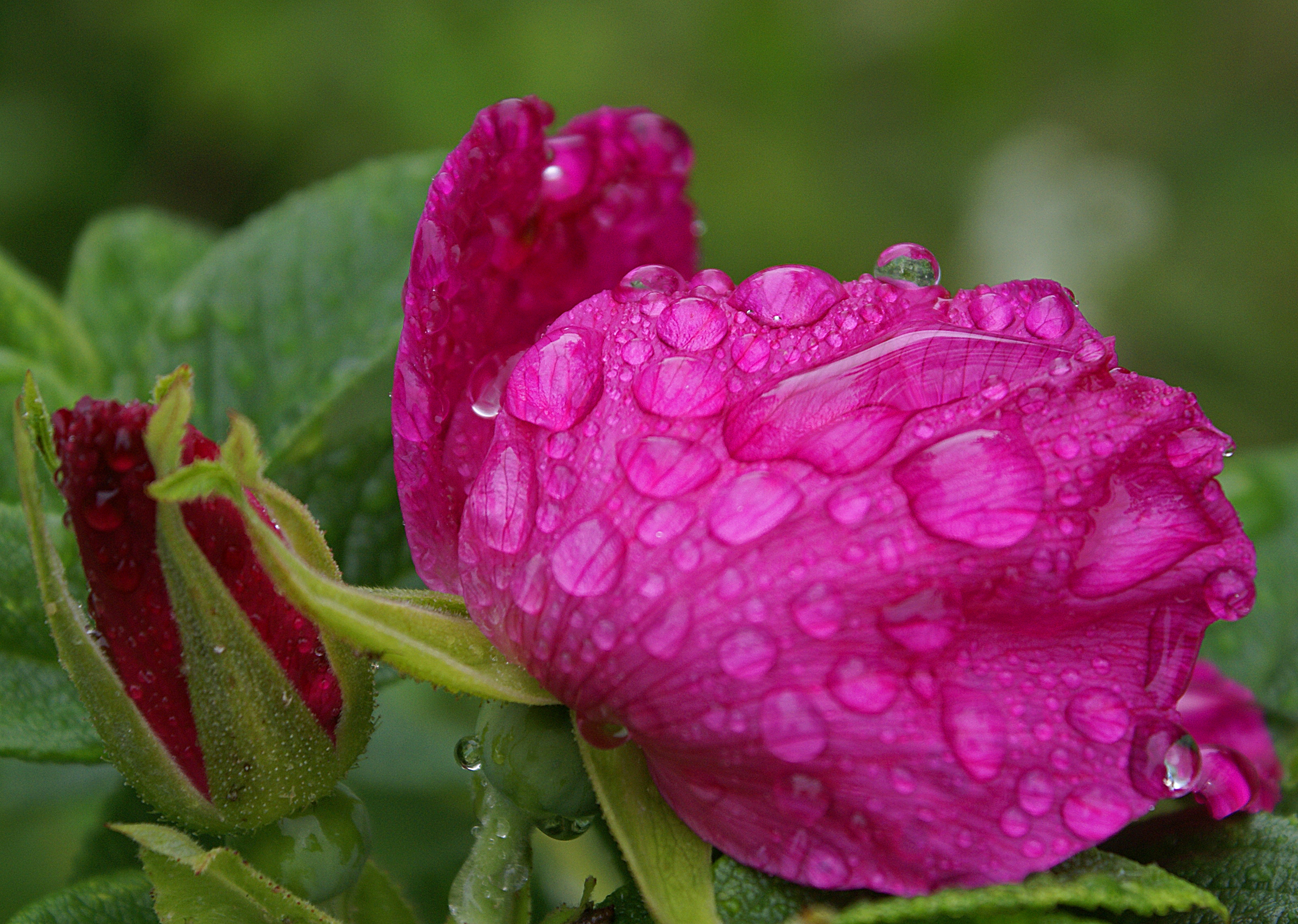 Summer rain (2648727193)