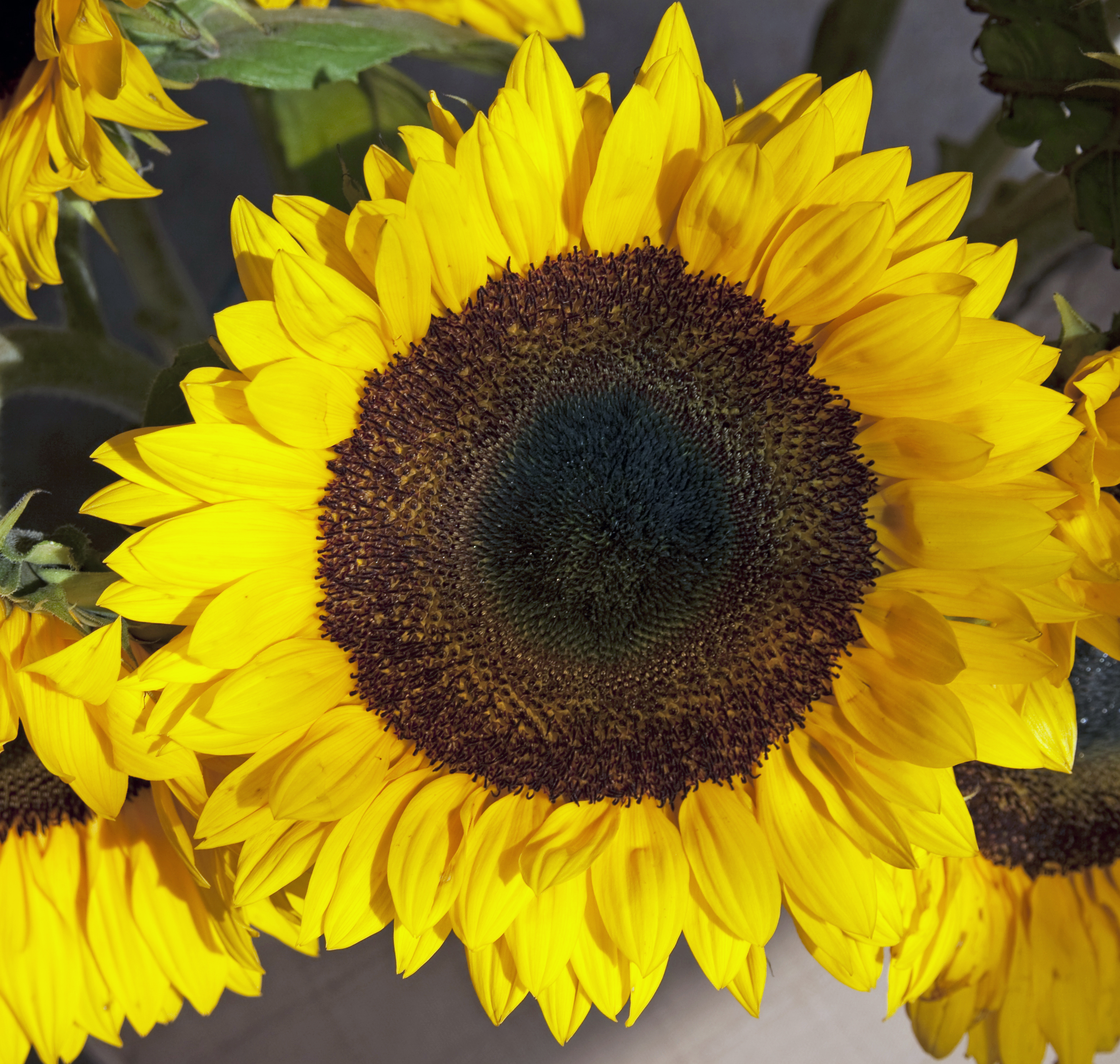 Sunflower 1 (3889973450)