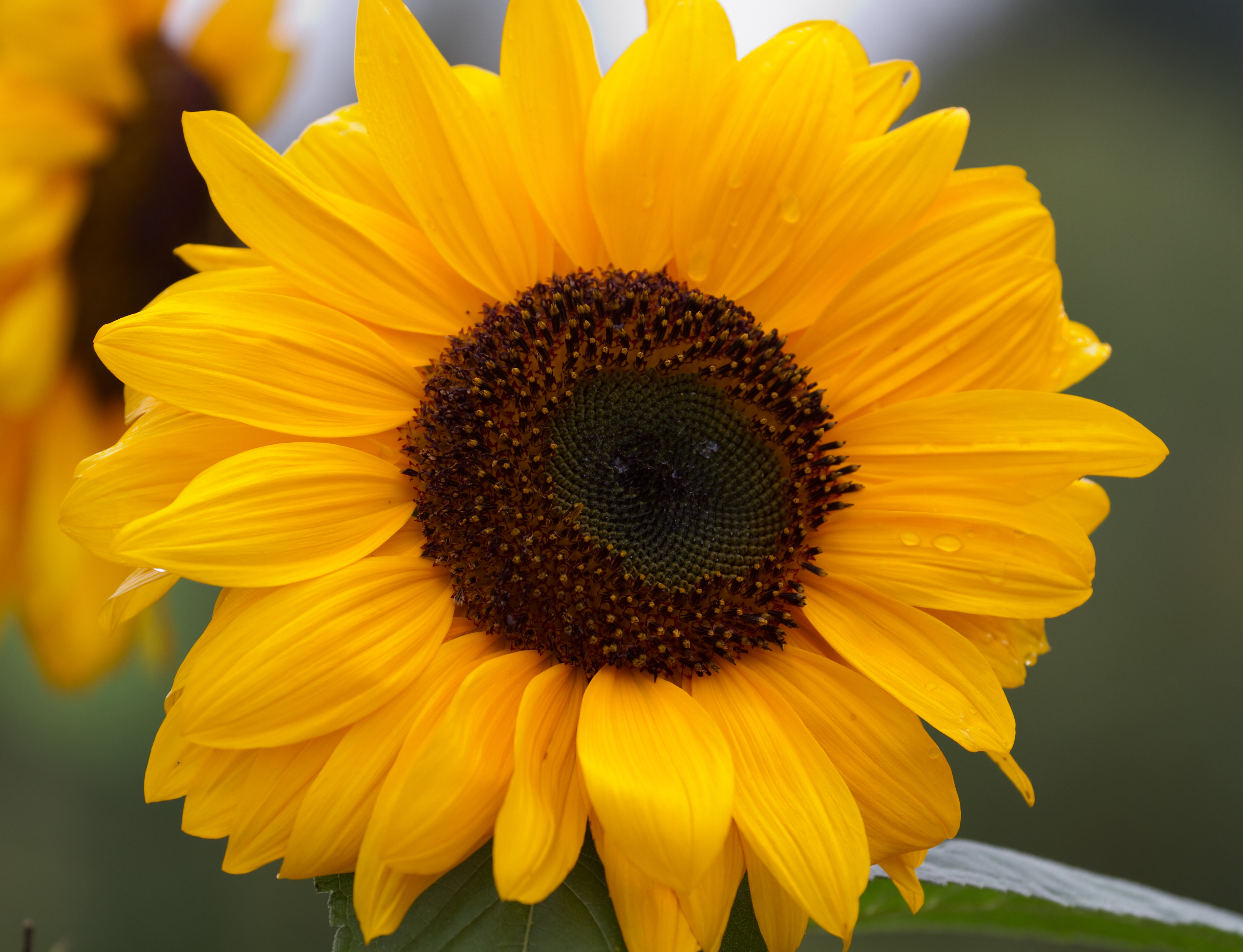 Sunflower 2 (6086040299)