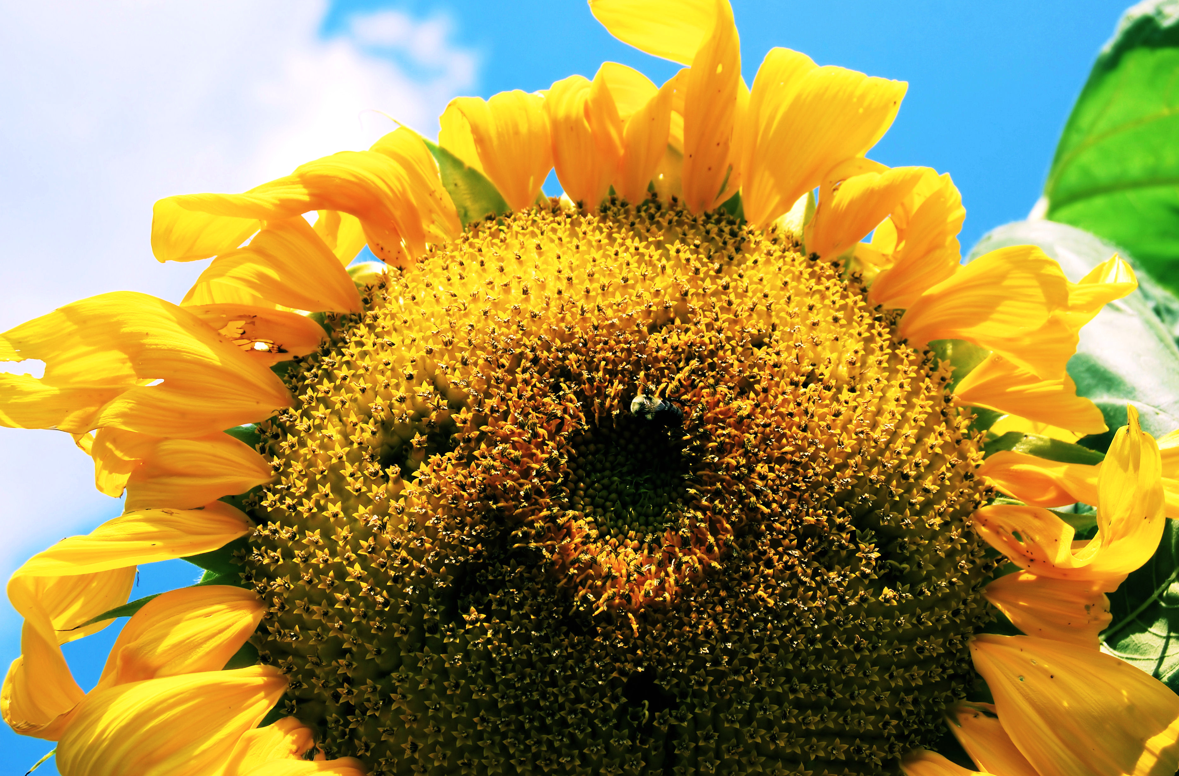 Sunflower-bee-close up Virginia State Parks (16774598335)