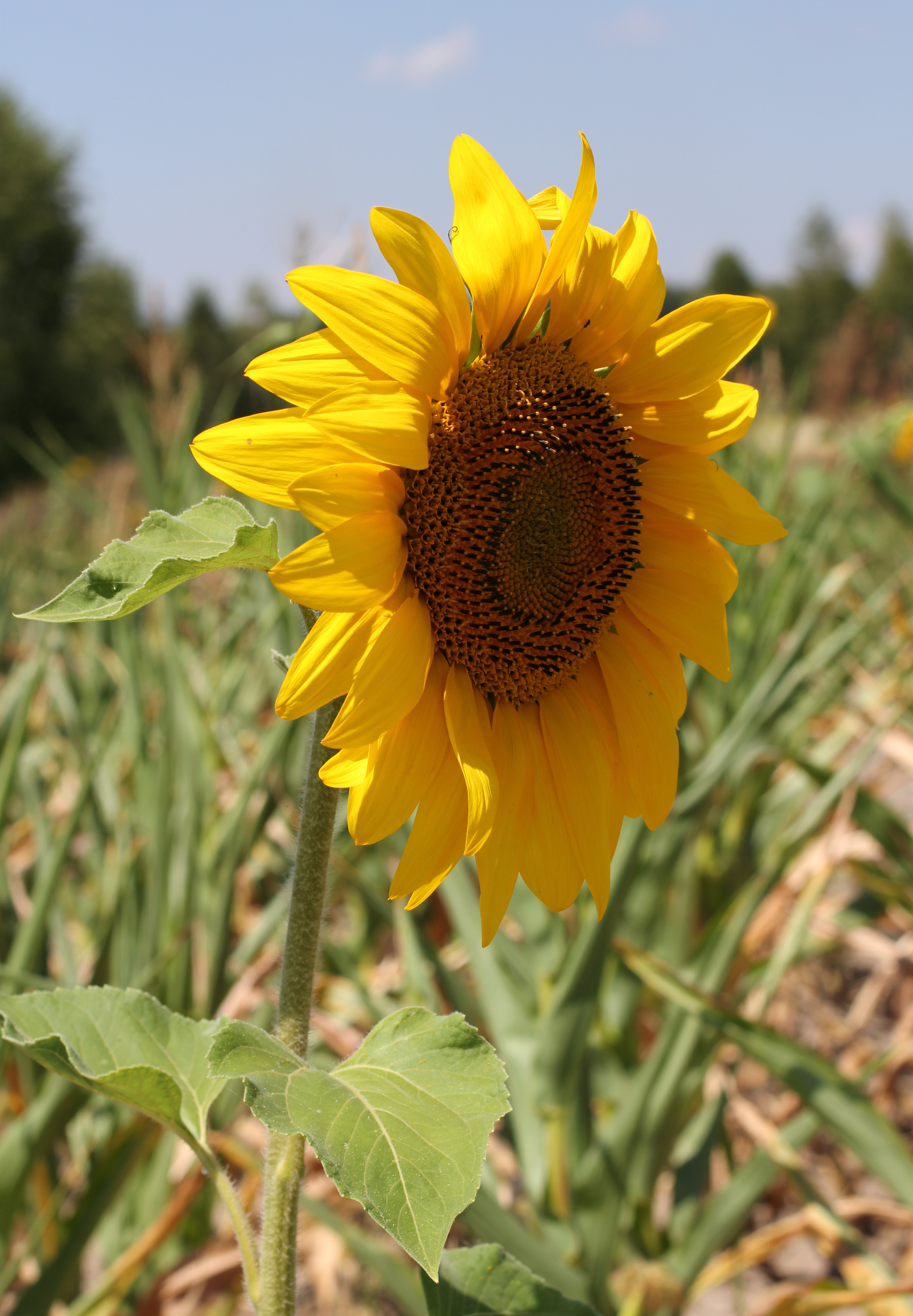 Sunflower head 2015 G3