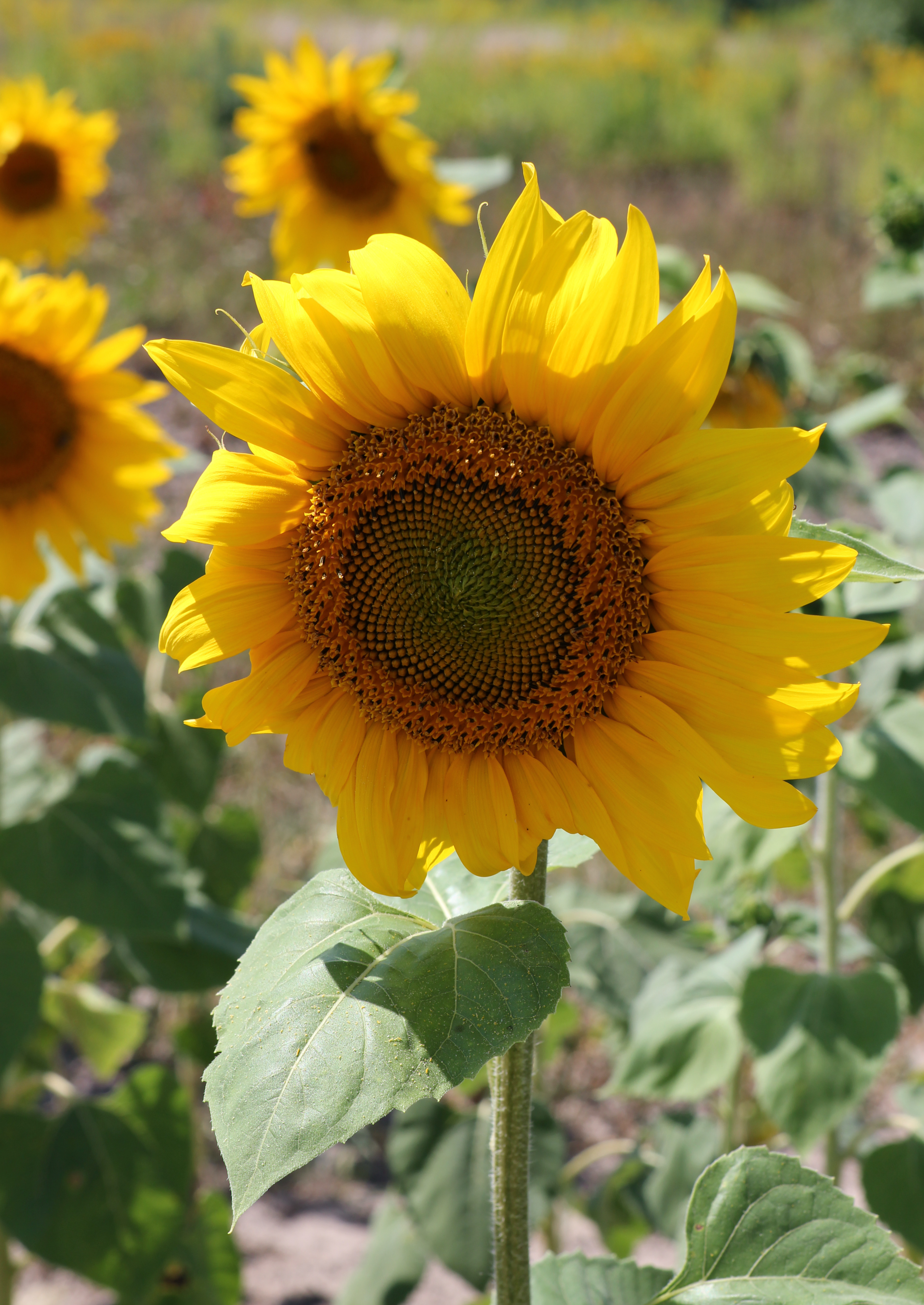Sunflower head 2015 G4