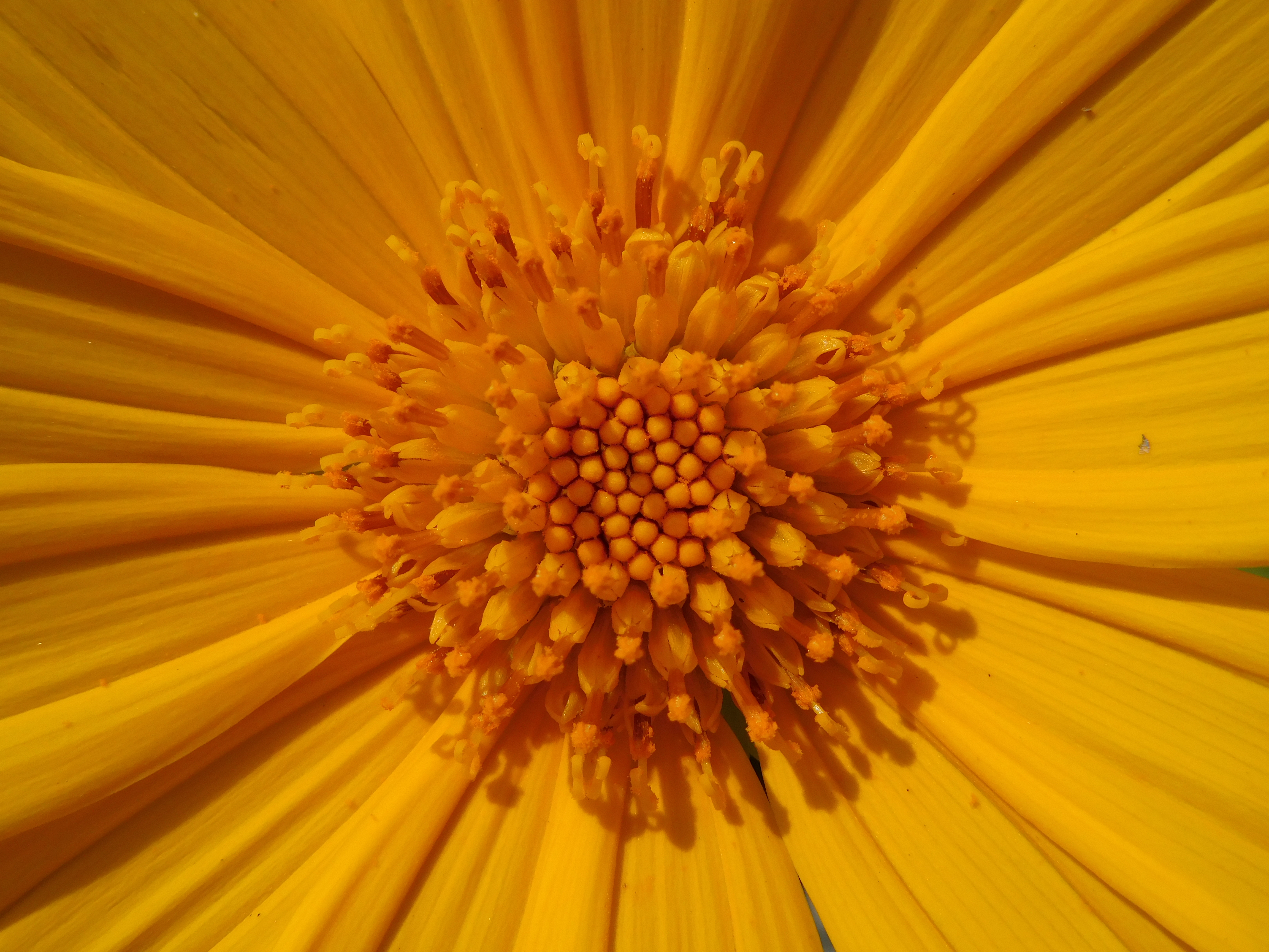 Sunflower perumathura