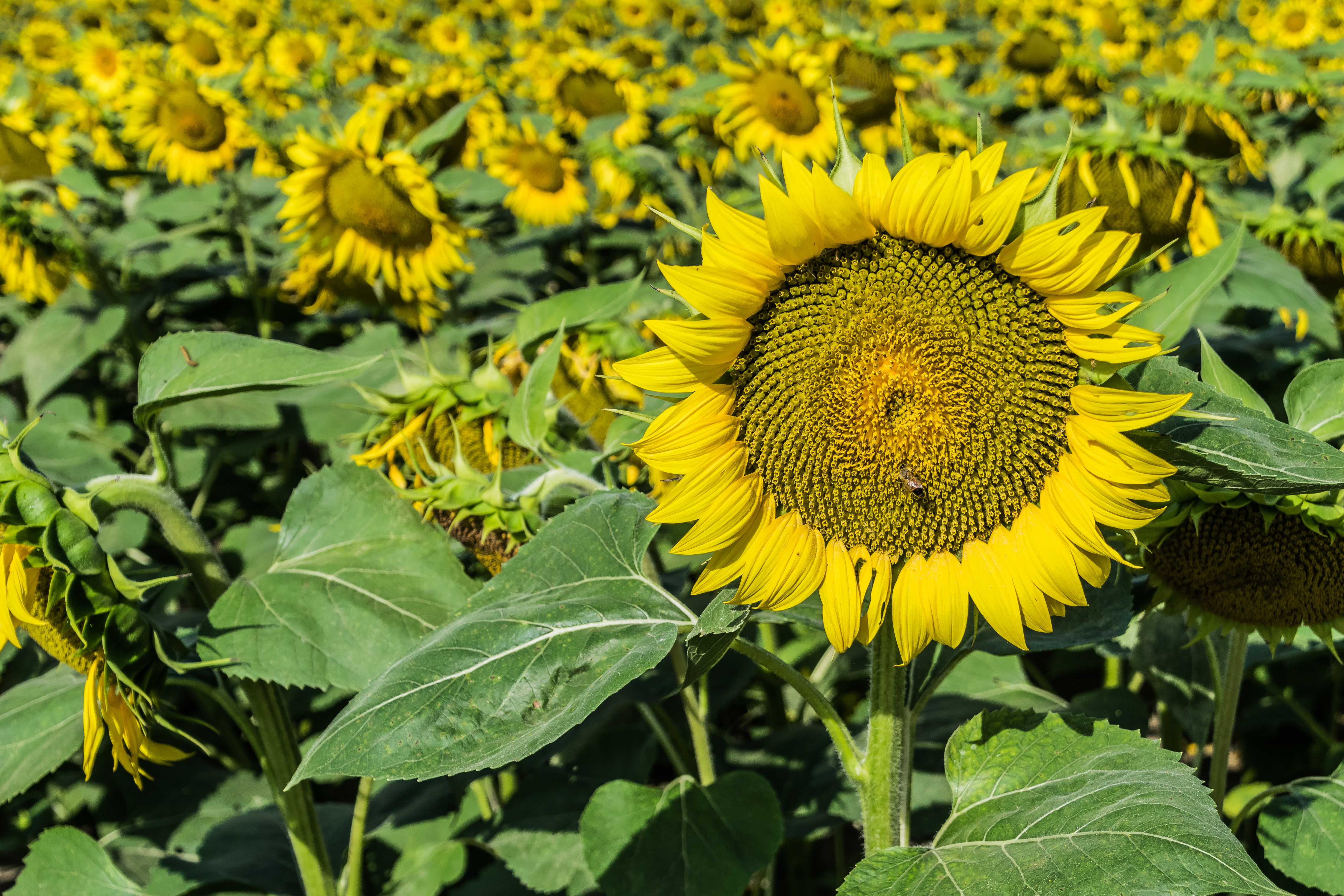 Sunflowers cultivated in Southern France 08