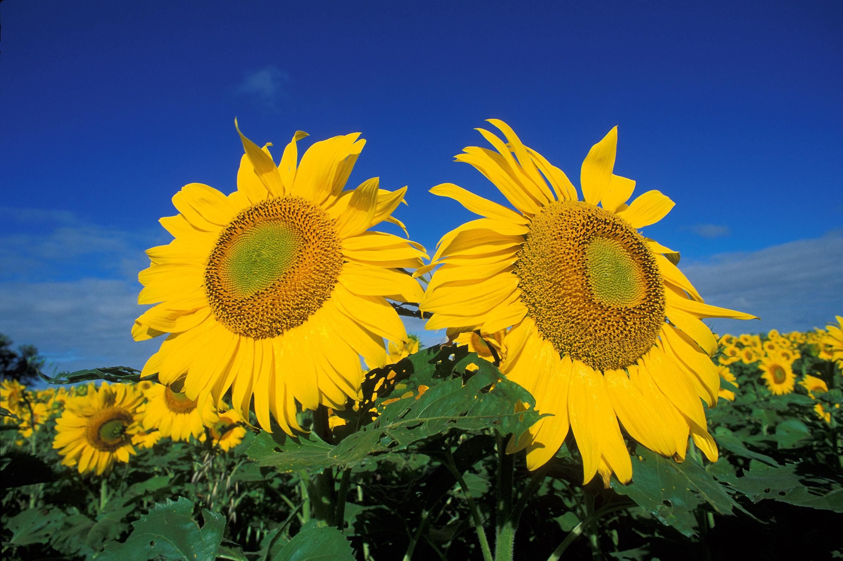 Sunflowers in field flower