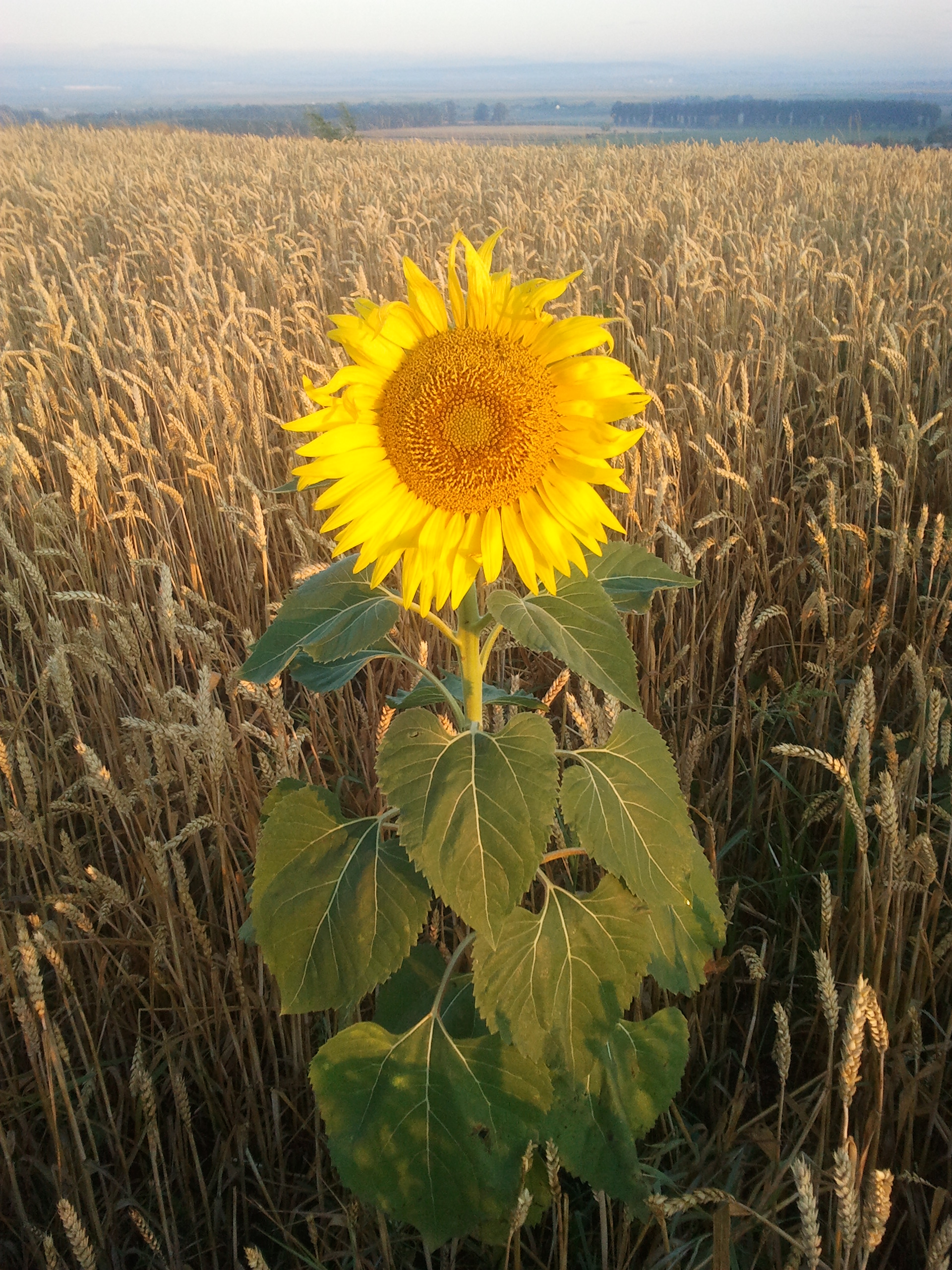 Sunflowersagnaneamt