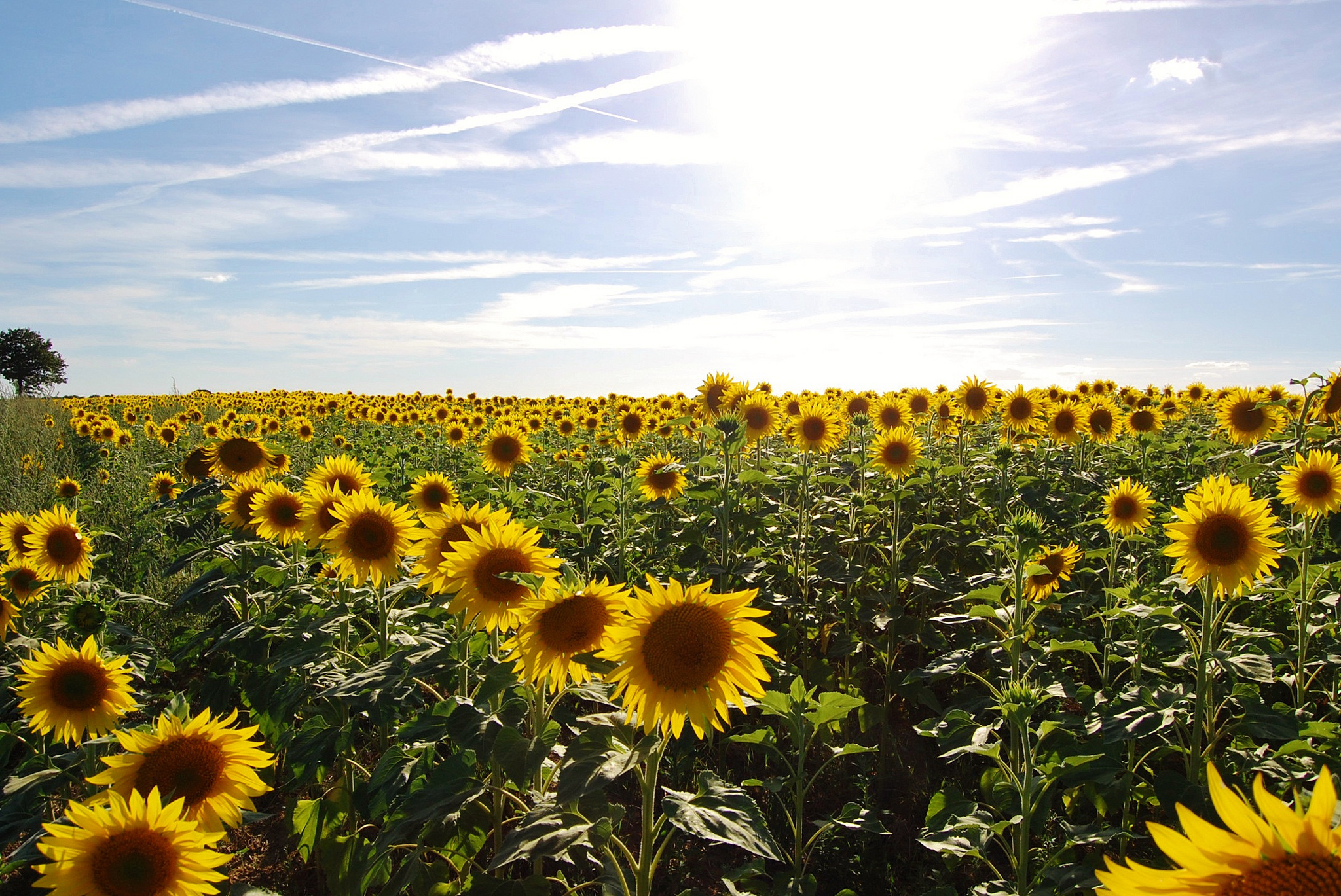 SunflowerSunset