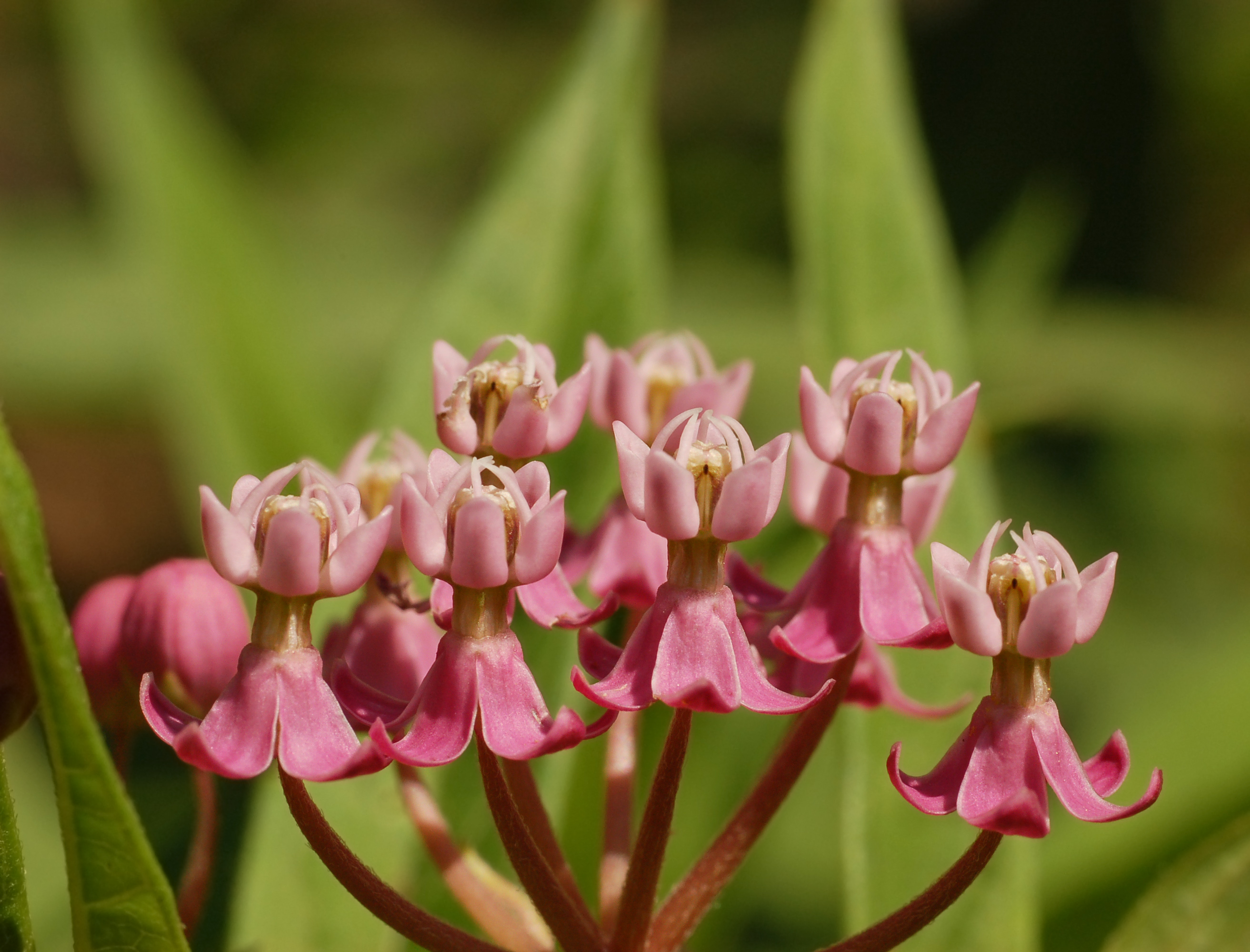 Swamp Milkweed Asclepias incarnata Flowers Side 2635px