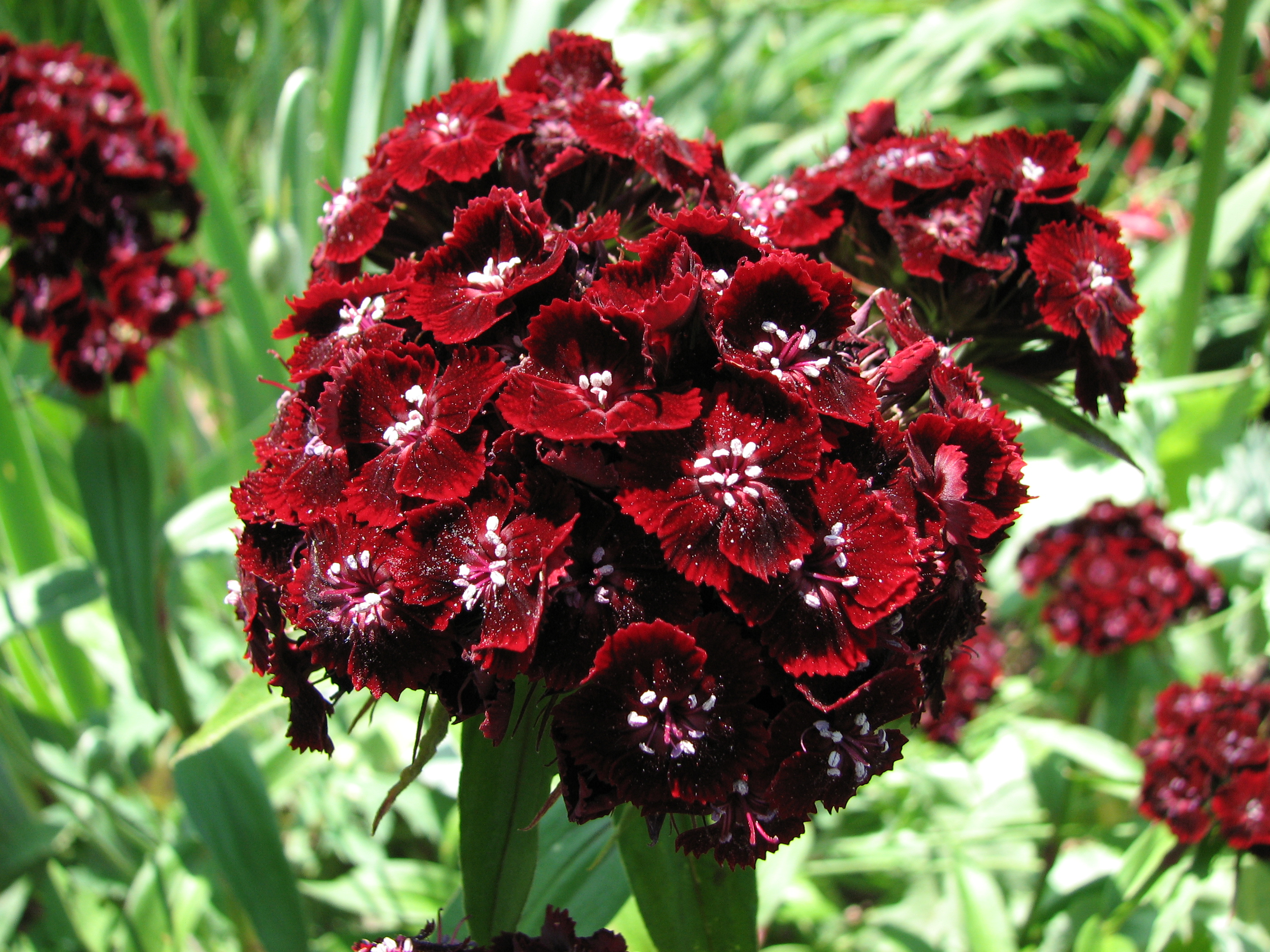 Sweet William Dianthus barbatus 'Heart Attack' Closeup 2816px