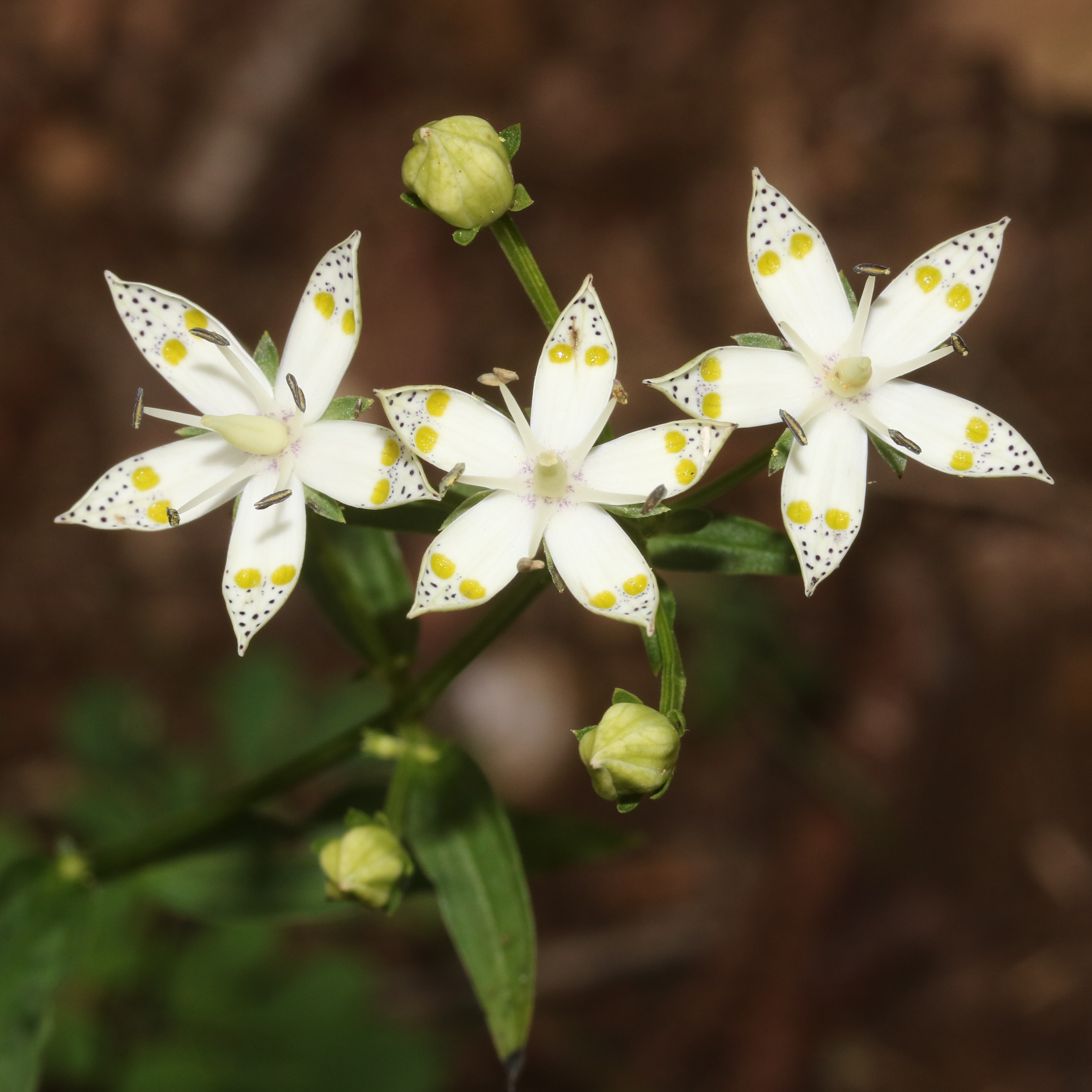 Swertia bimaculata (flower s8)