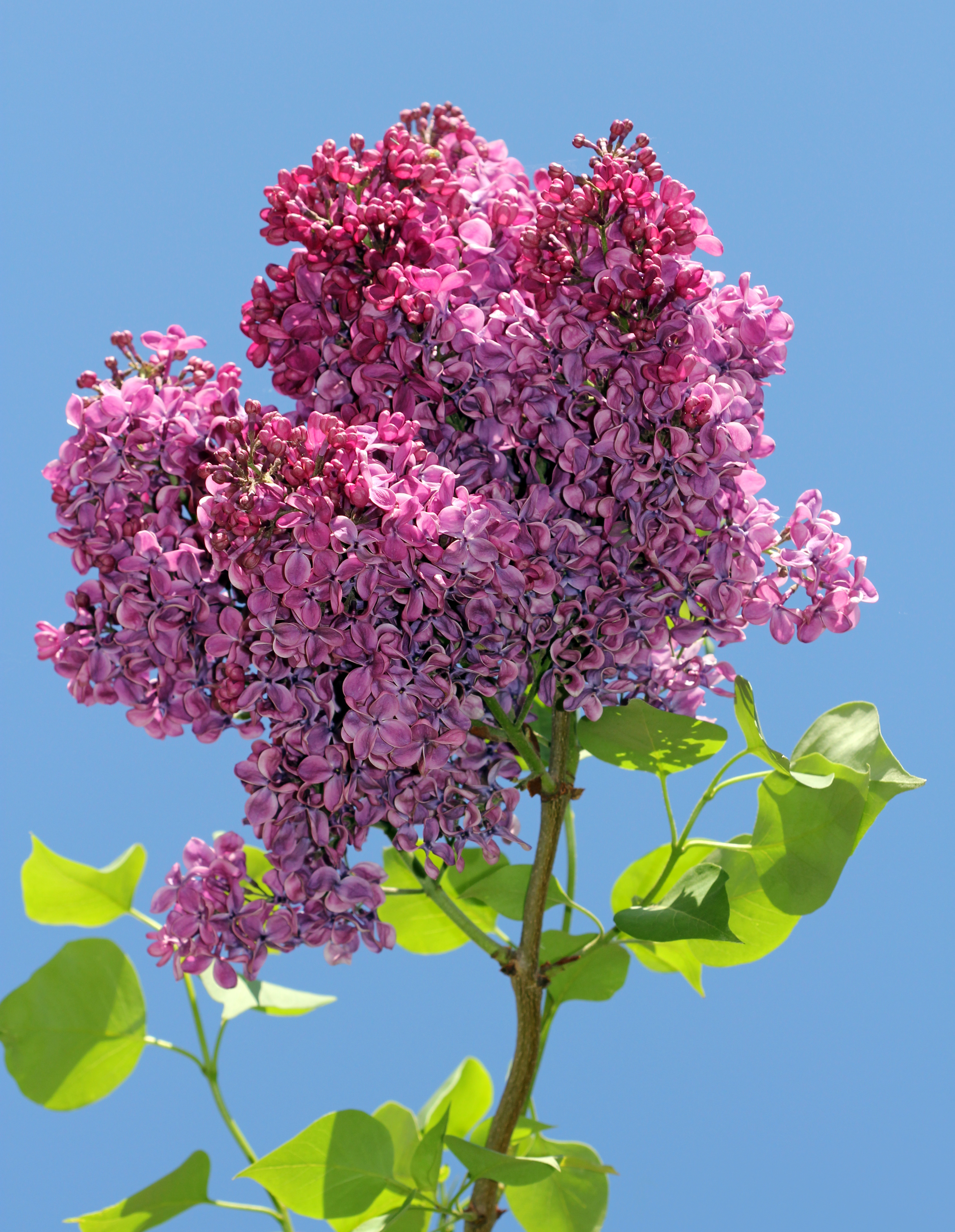 Syringa vulgaris 2015 G1