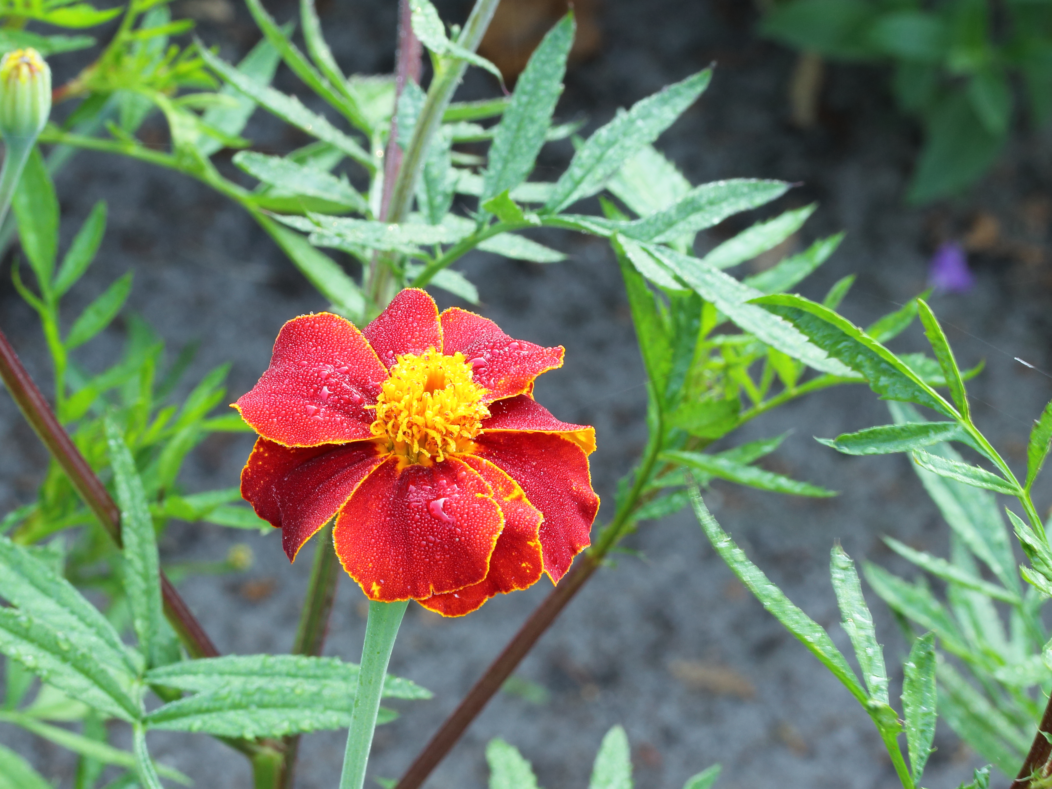 Tagetes (Afrikaantje)